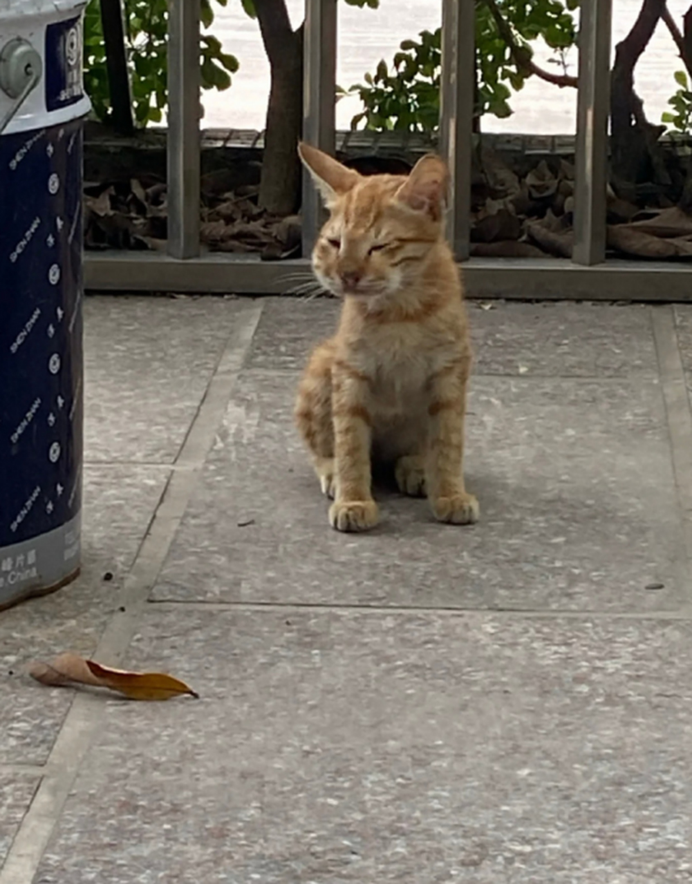 一不小心被马蜂蛰了的橘猫,心疼死了,肿么蛰成了小豹子