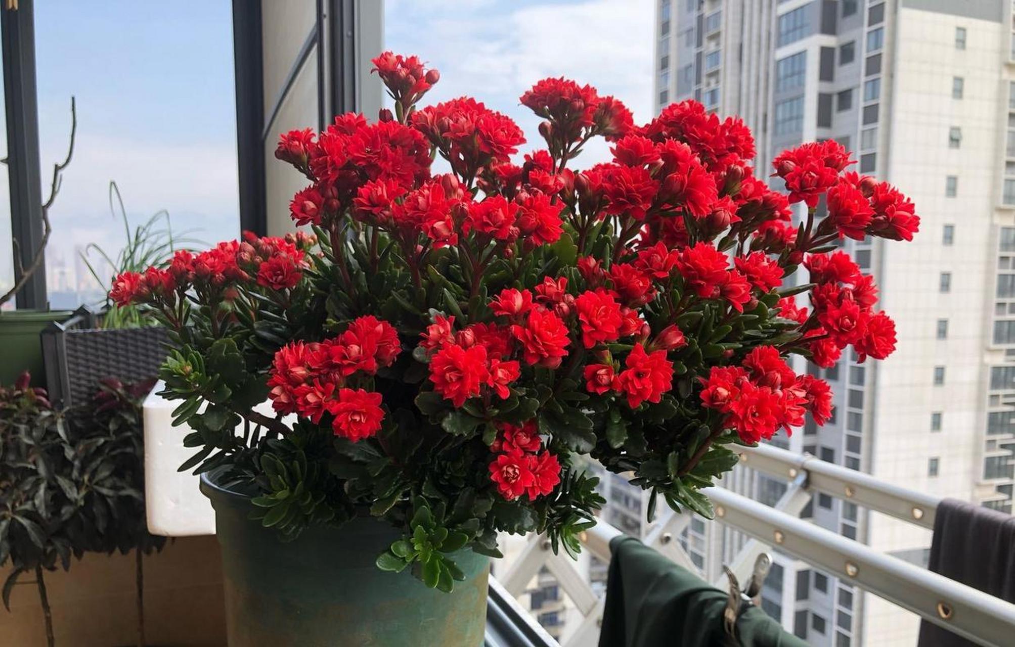 非洲红宝石,长寿花里非常出色的品种,株型低矮紧凑,高度和冠幅都是20