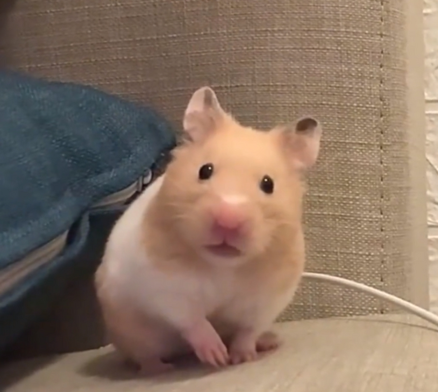 这就是传说中的,寻宝鼠