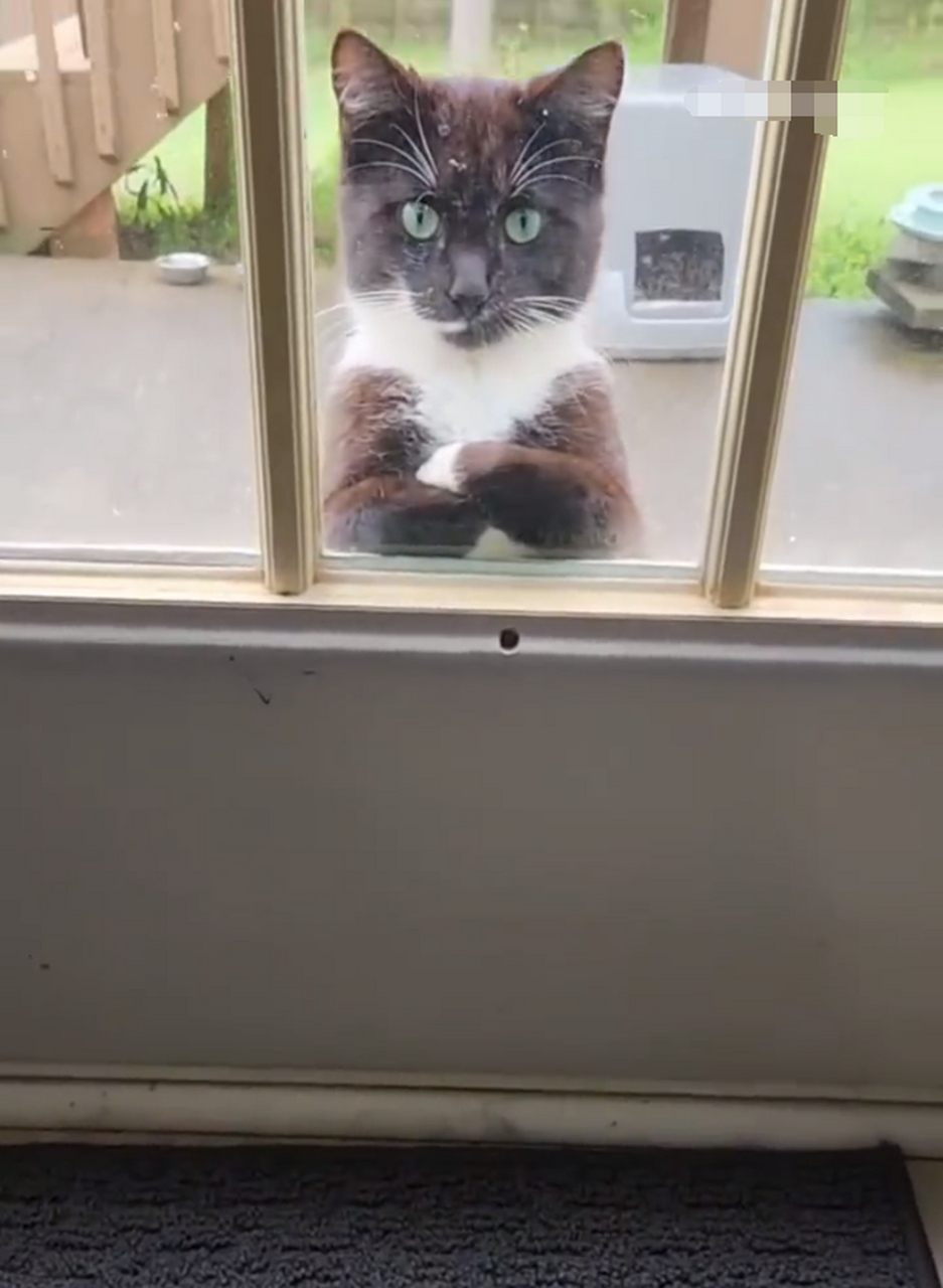 猫咪双手抱胸像个认真听课的好学生. #趣图搞笑# #猫咪