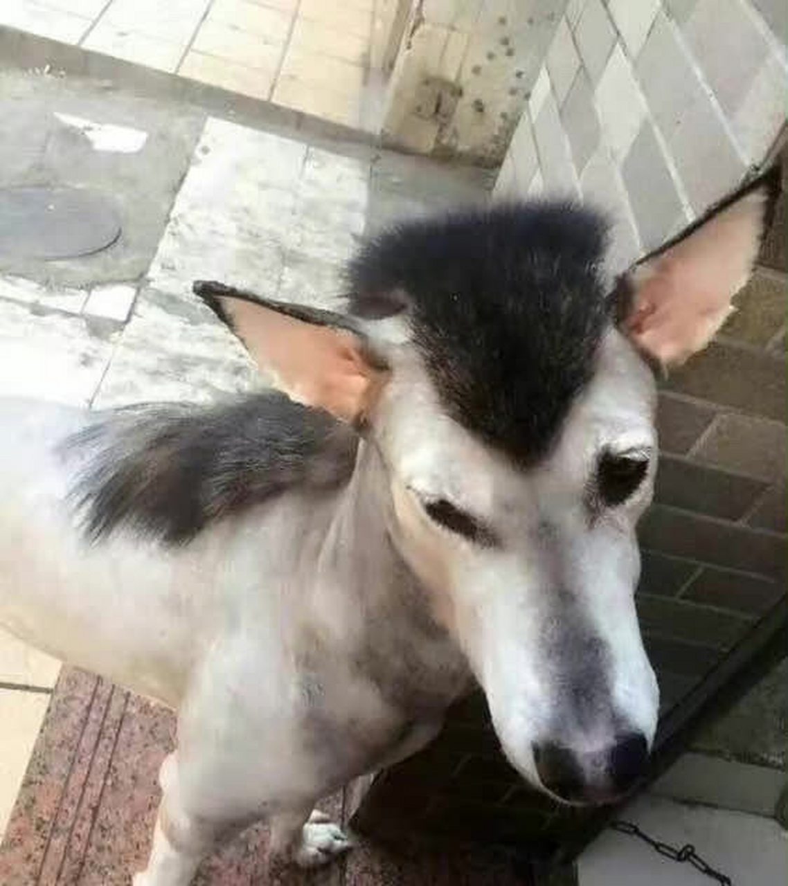 当哈士奇变成哈士奇驴时,没有哪个主人是无辜的!