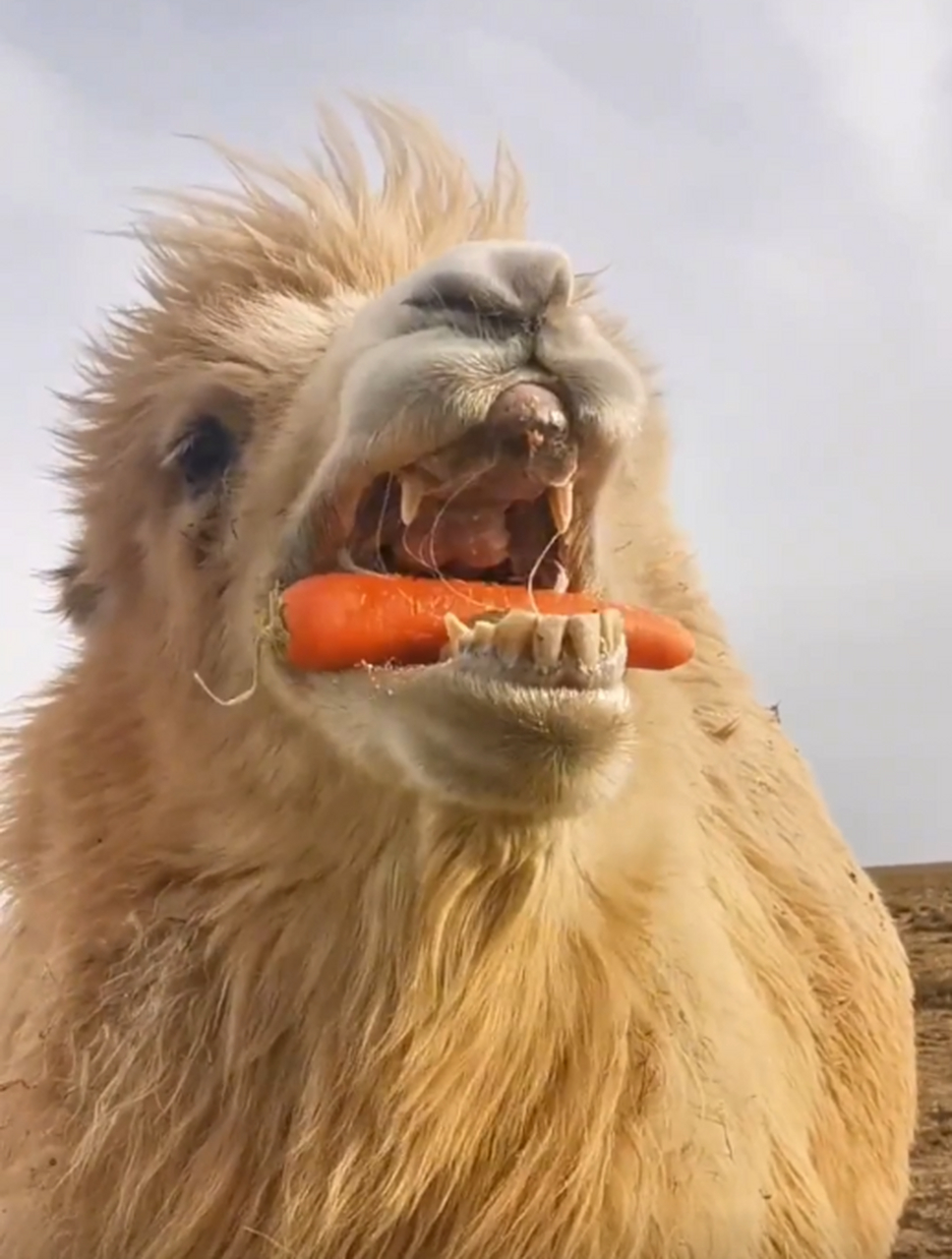 大白骆驼的两颗小虎牙