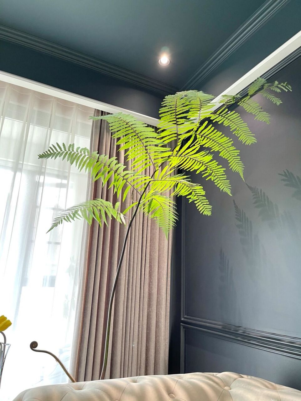 躺了半个月的金丝猴蕨突然冒出了小尾巴,好惊喜 前几个星期在花鸟市场