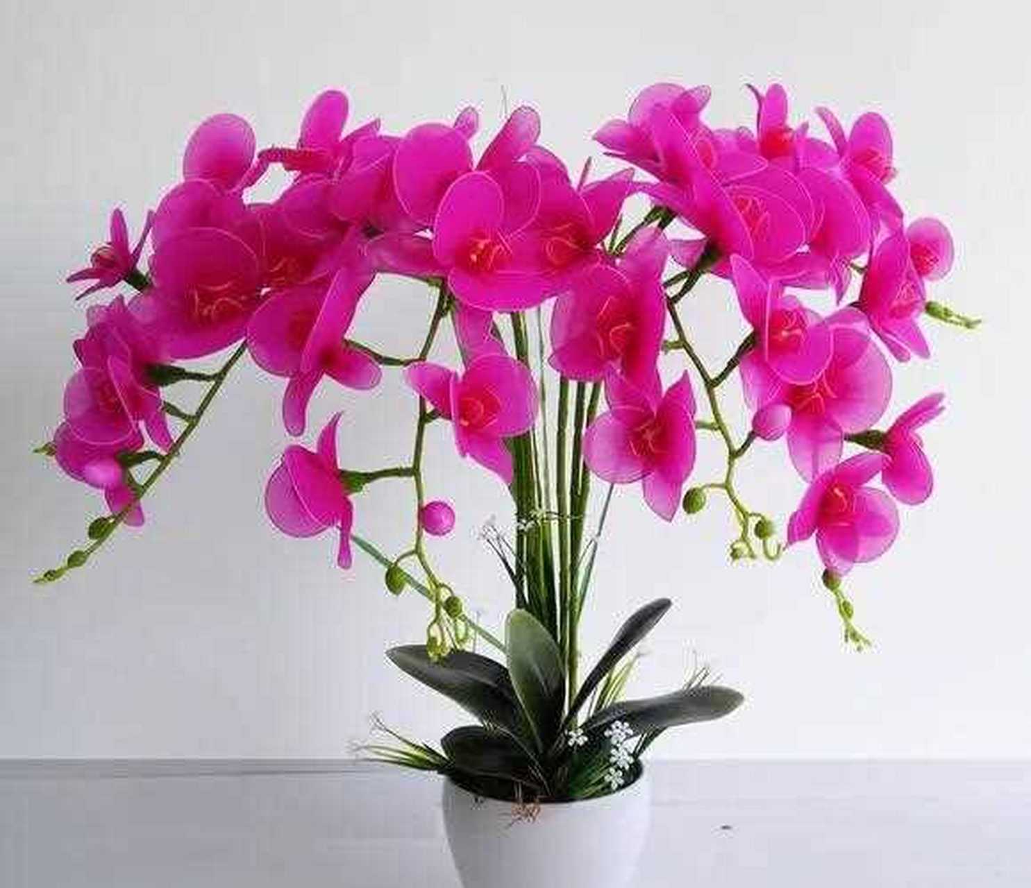 分享图片—丝网蝴蝶兰.