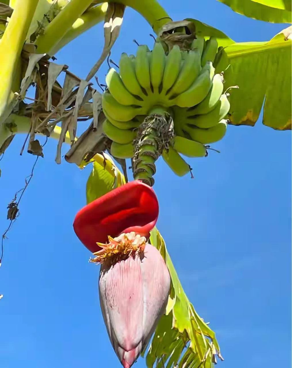 罕见的香蕉花.