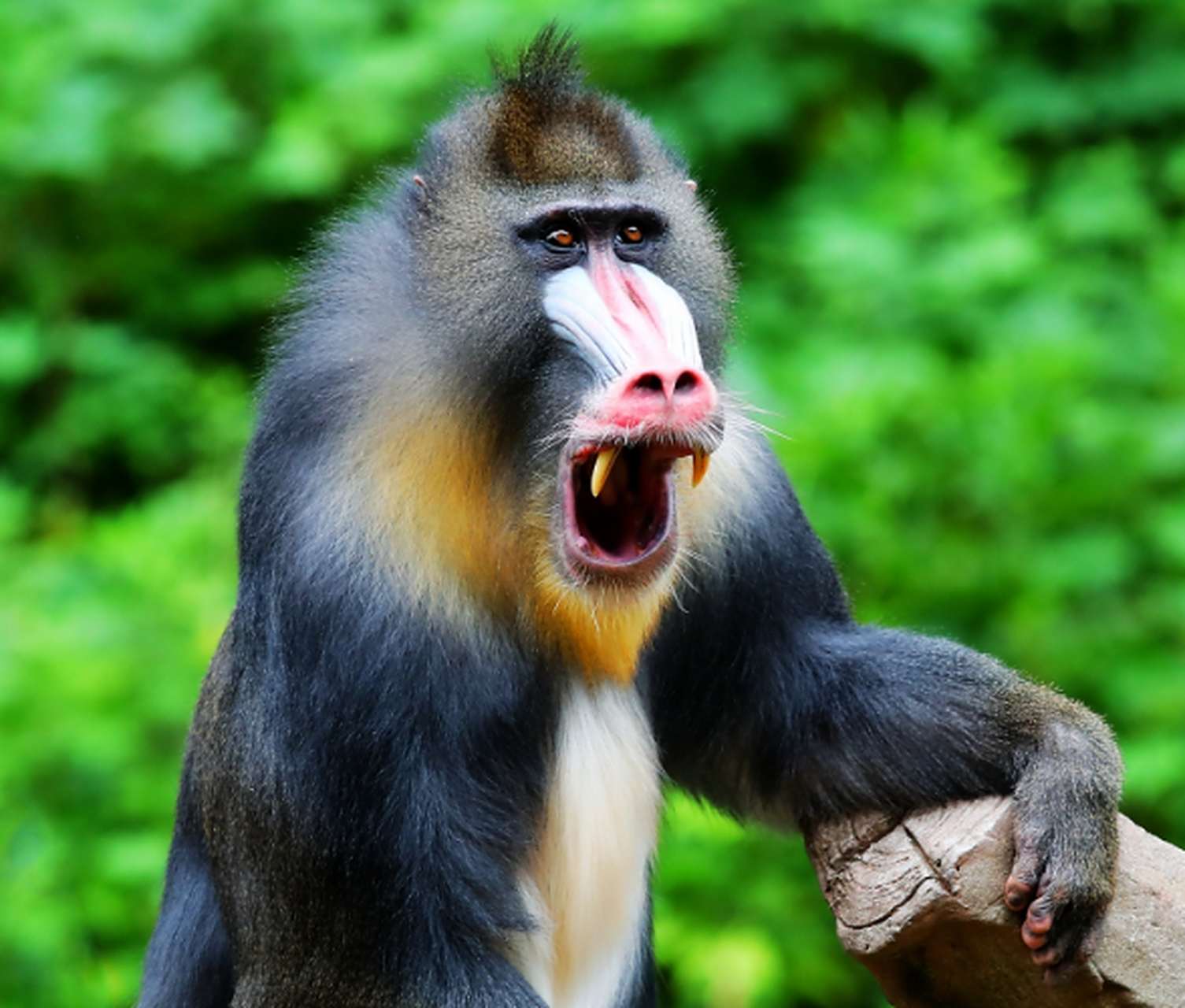 地球上最凶猛的动物 狒狒(最强的狒狒:山魈做代表)