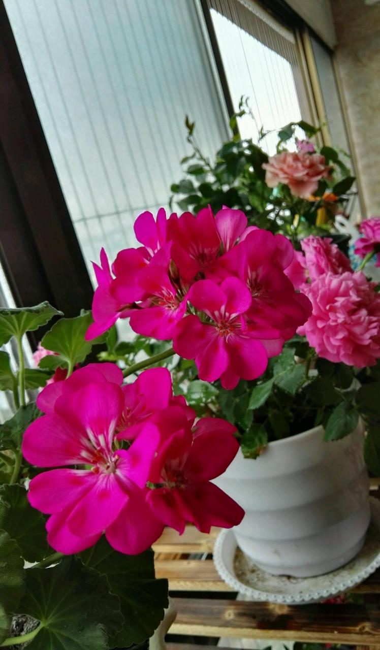 天竺葵花仙子系列玫红飞溅——非常适合阳台,窗台养的盆栽花卉,植株