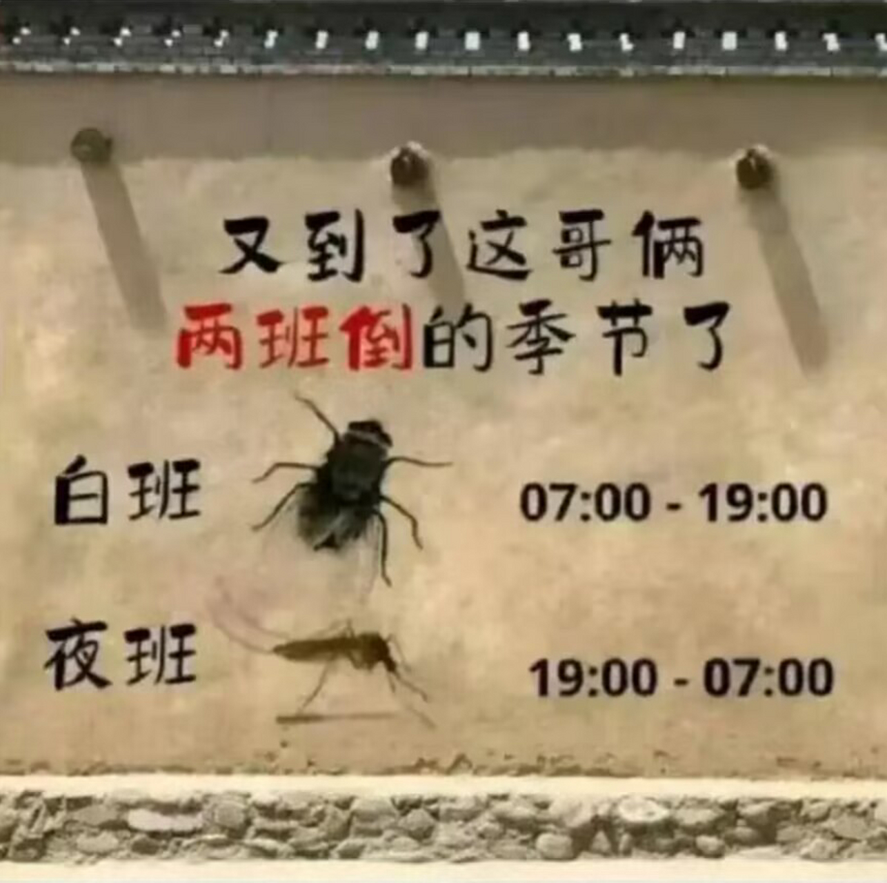 又到了这哥俩两班倒的季节了