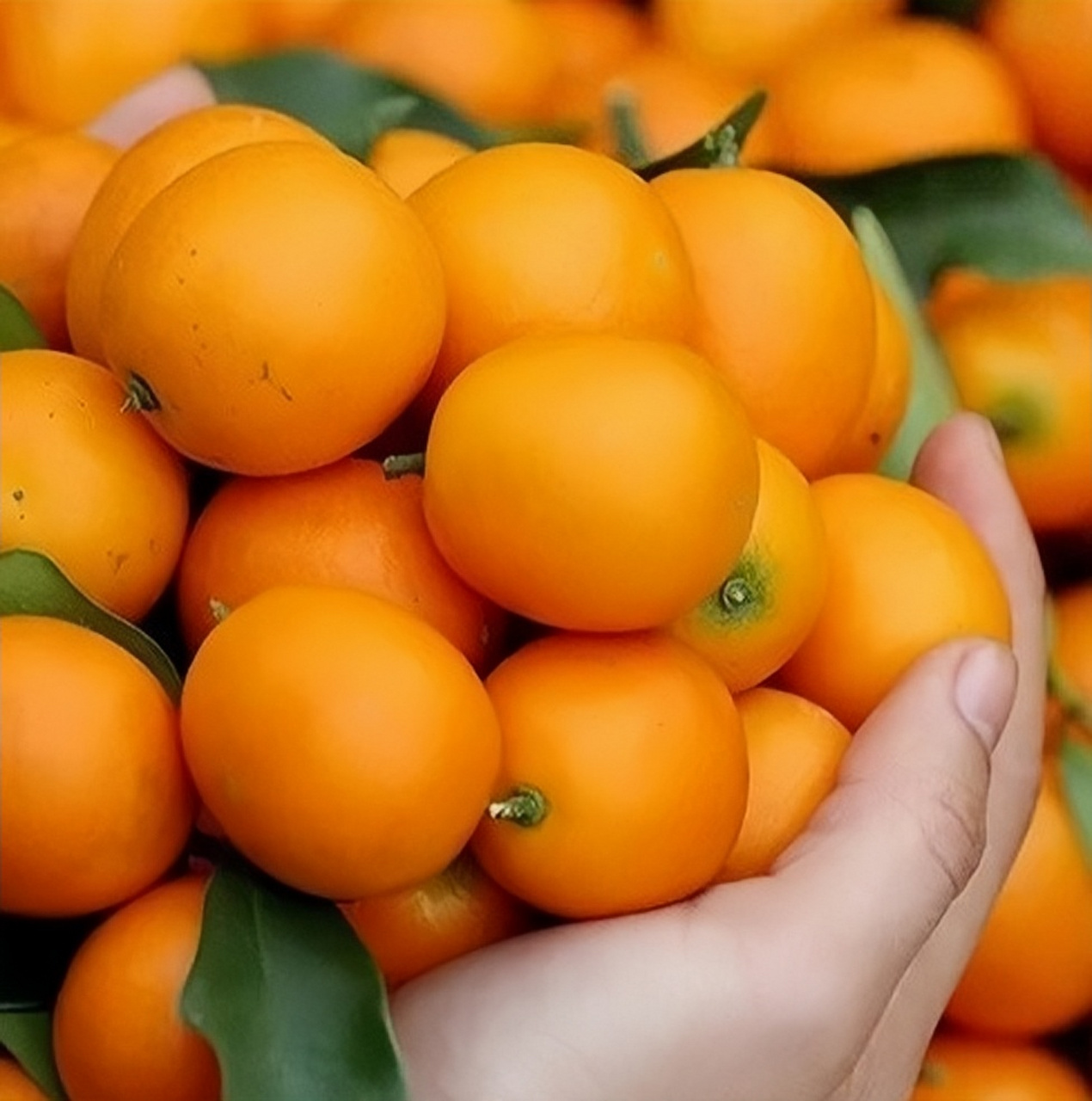 【四季食养】特级天山雪桔,甘甜醇厚,男女皆宜,89元5罐特价200g罐