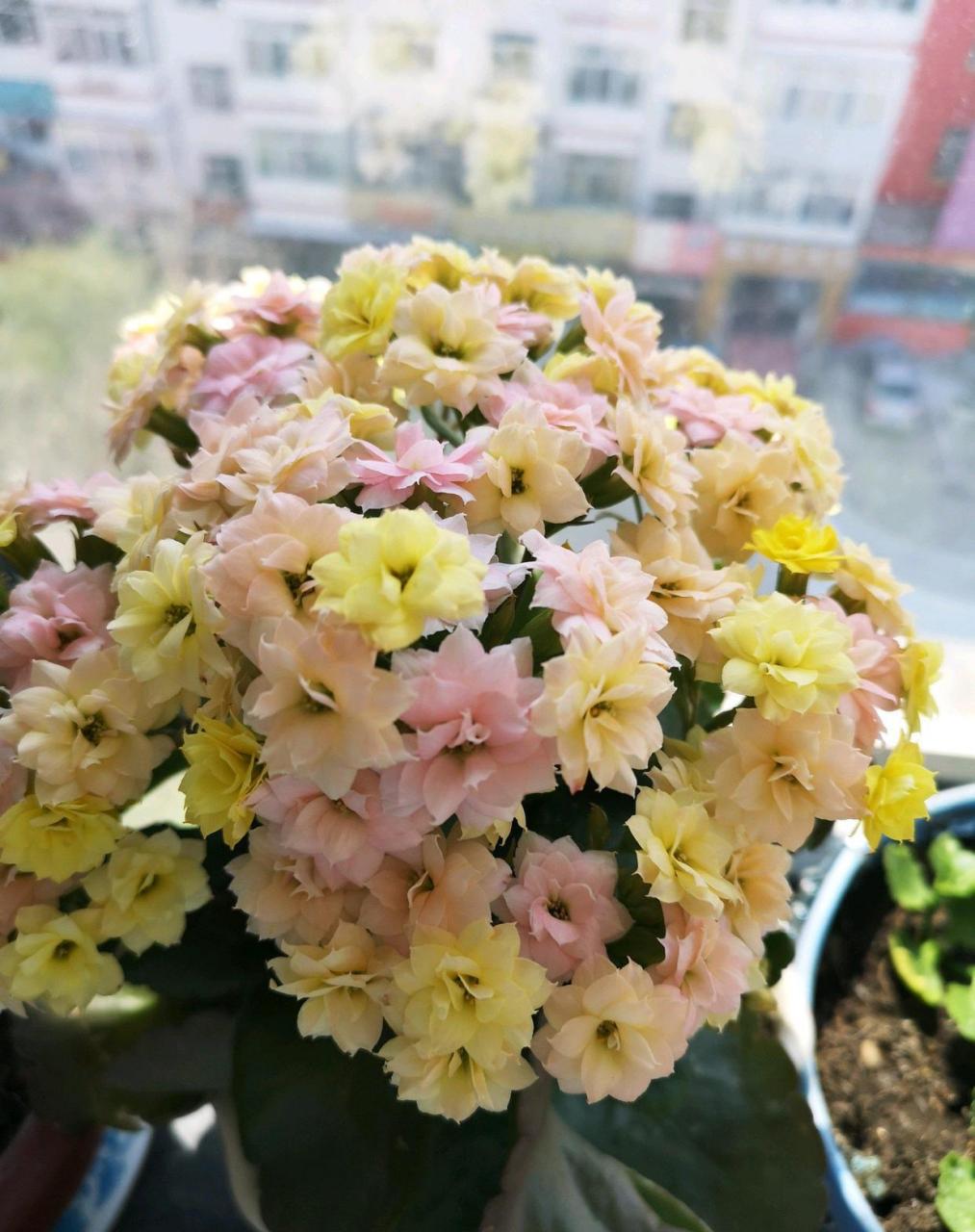 阳台还有地儿的,可以养这种花——长寿花"变色龙",又名et,外星人,一种