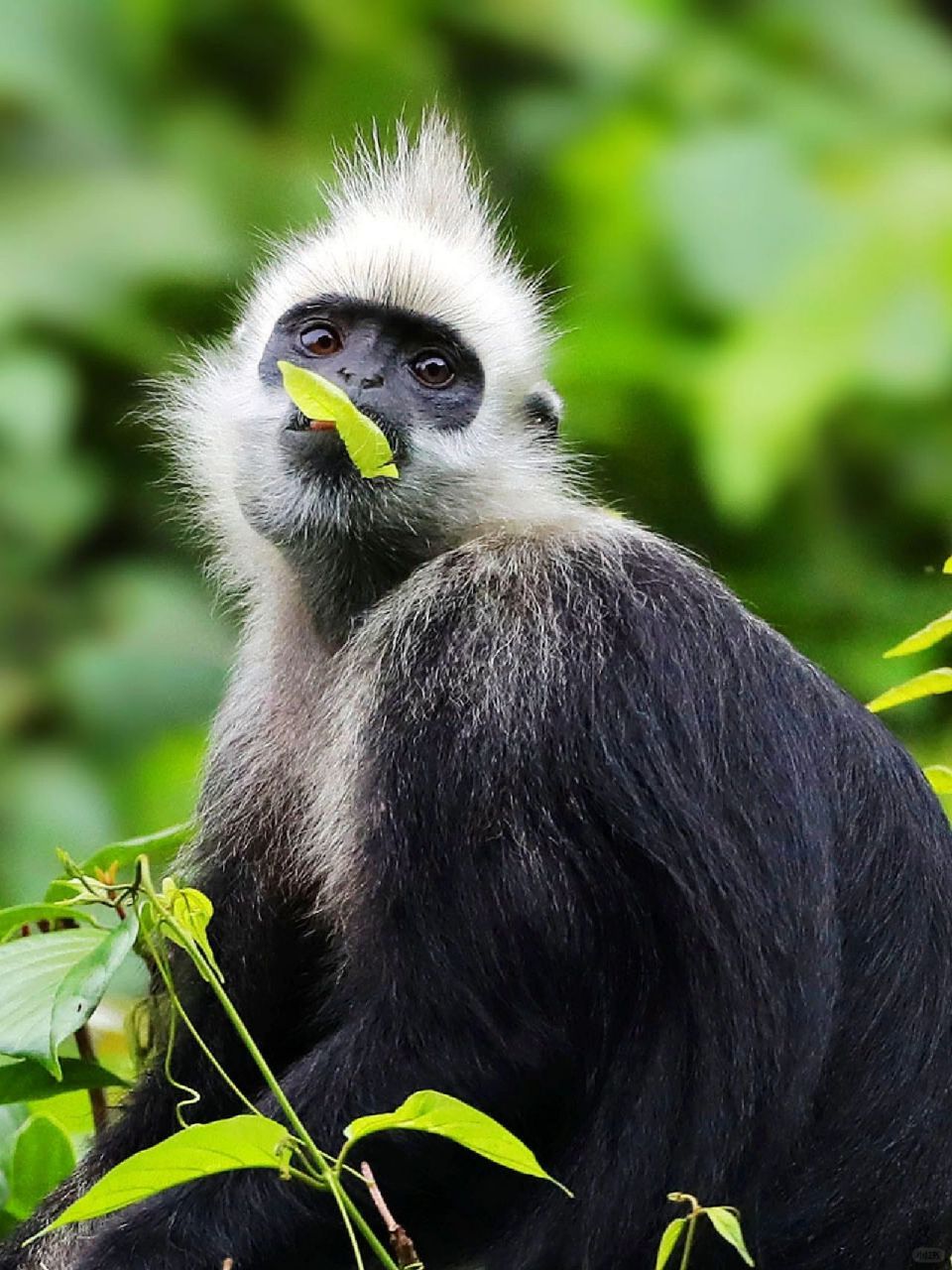 每天陪孩子一起瞧动物 名称:白头叶猴