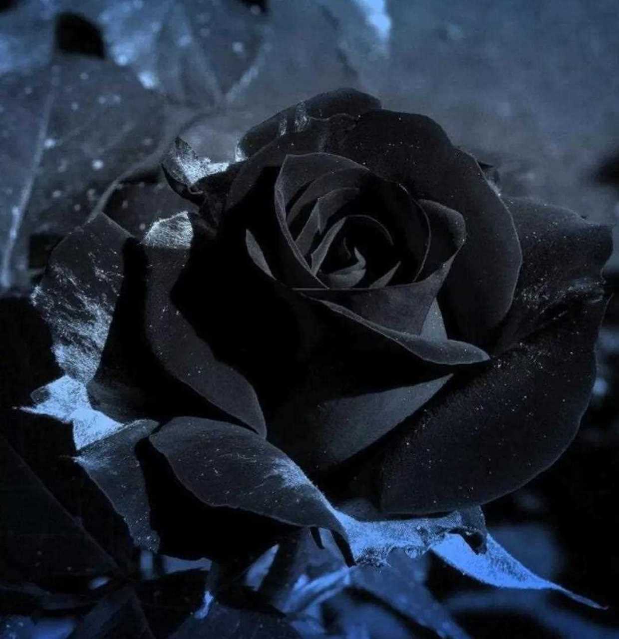 黑色玫瑰花独特而神秘!