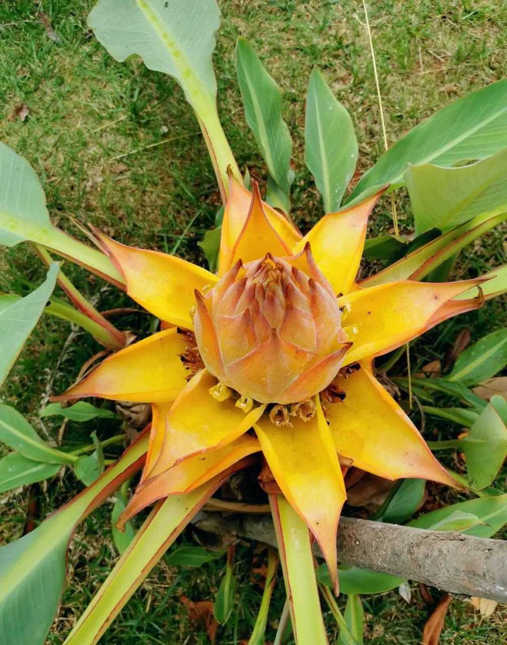 这个花的名字叫地涌金莲,是不是很像一个莲座?