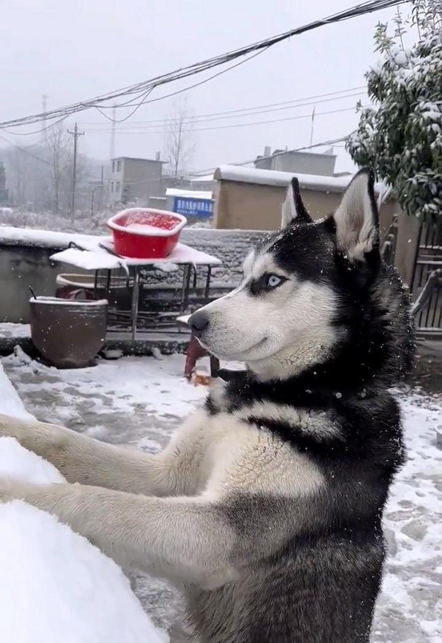 第一次见到雪的哈士奇