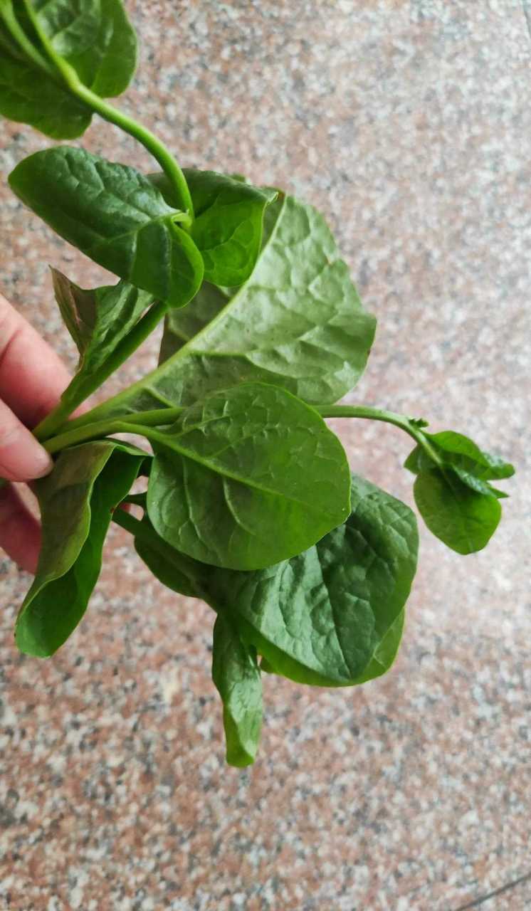 软浆叶又叫木耳菜,叶肉肥厚,很适合下面条吃,记得小时候,老妈会在家里