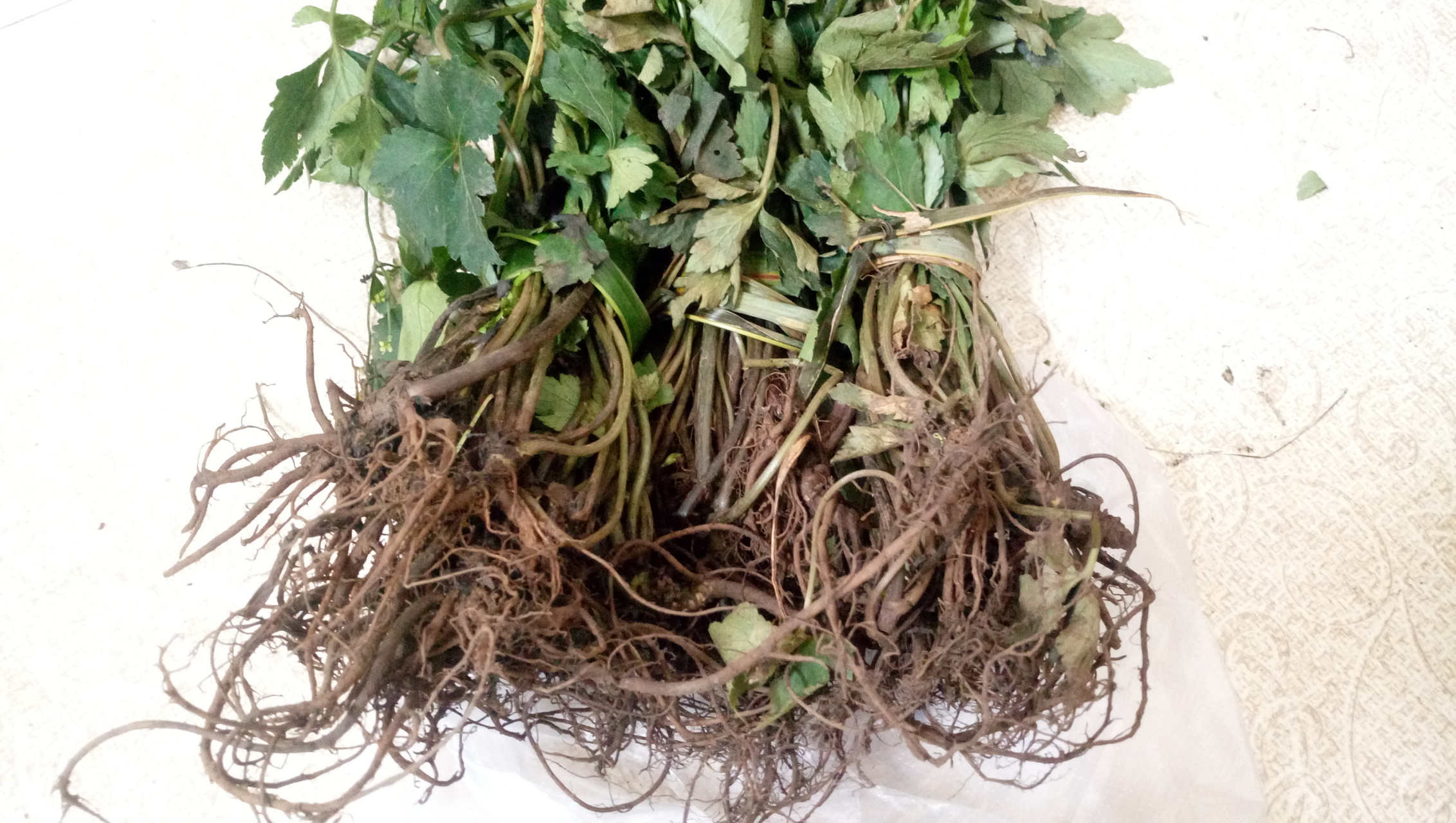 但我们一般把它当食物吃,尤其喜欢和土鸡一块炖汤,小黑药的甘甜微苦
