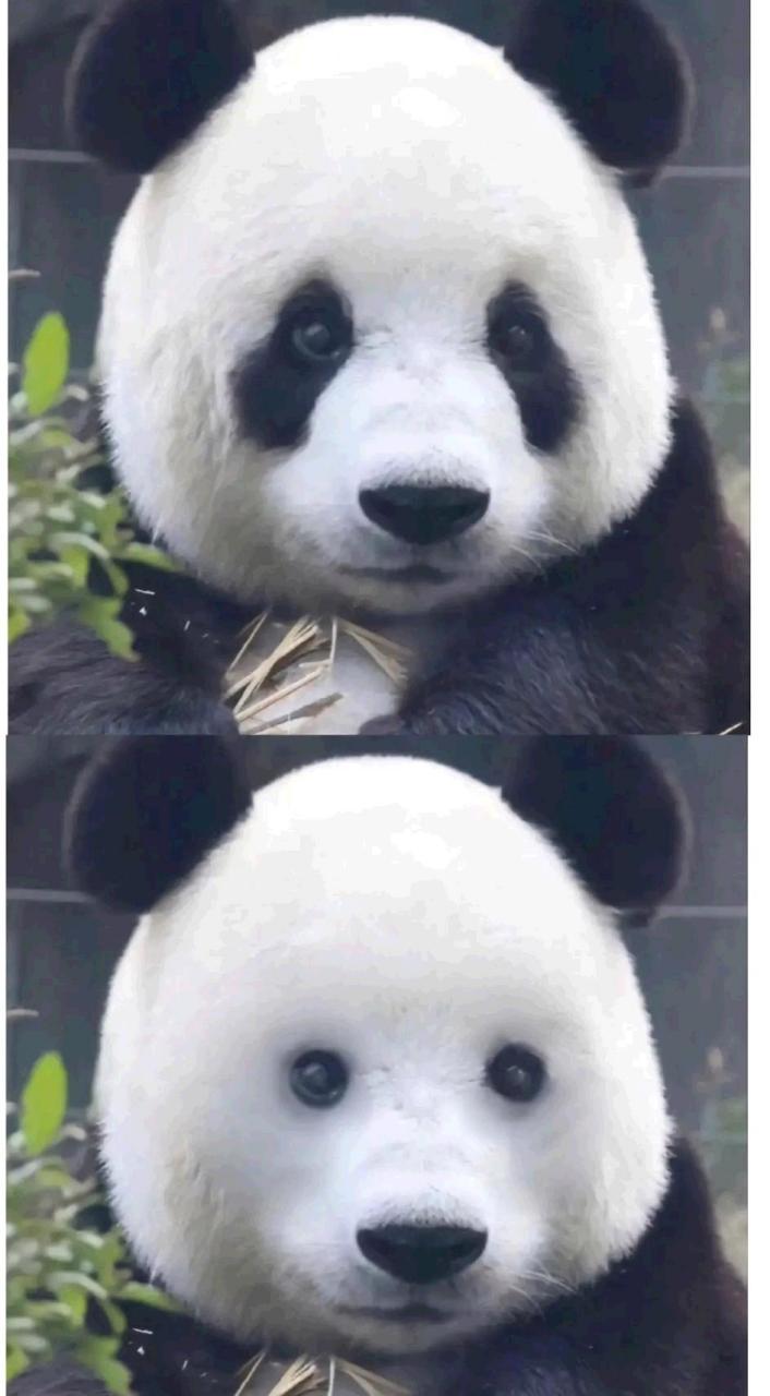 没有黑眼圈的大熊猫好丑[笑][你懂的]