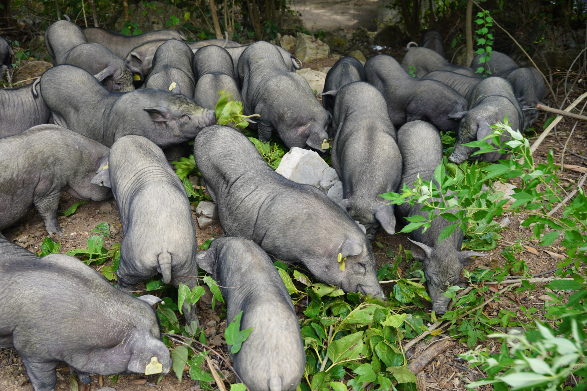 捡桑叶喂猪,猪很喜欢吃,又可以降低养殖成本,提高猪肉品质.#环江香猪