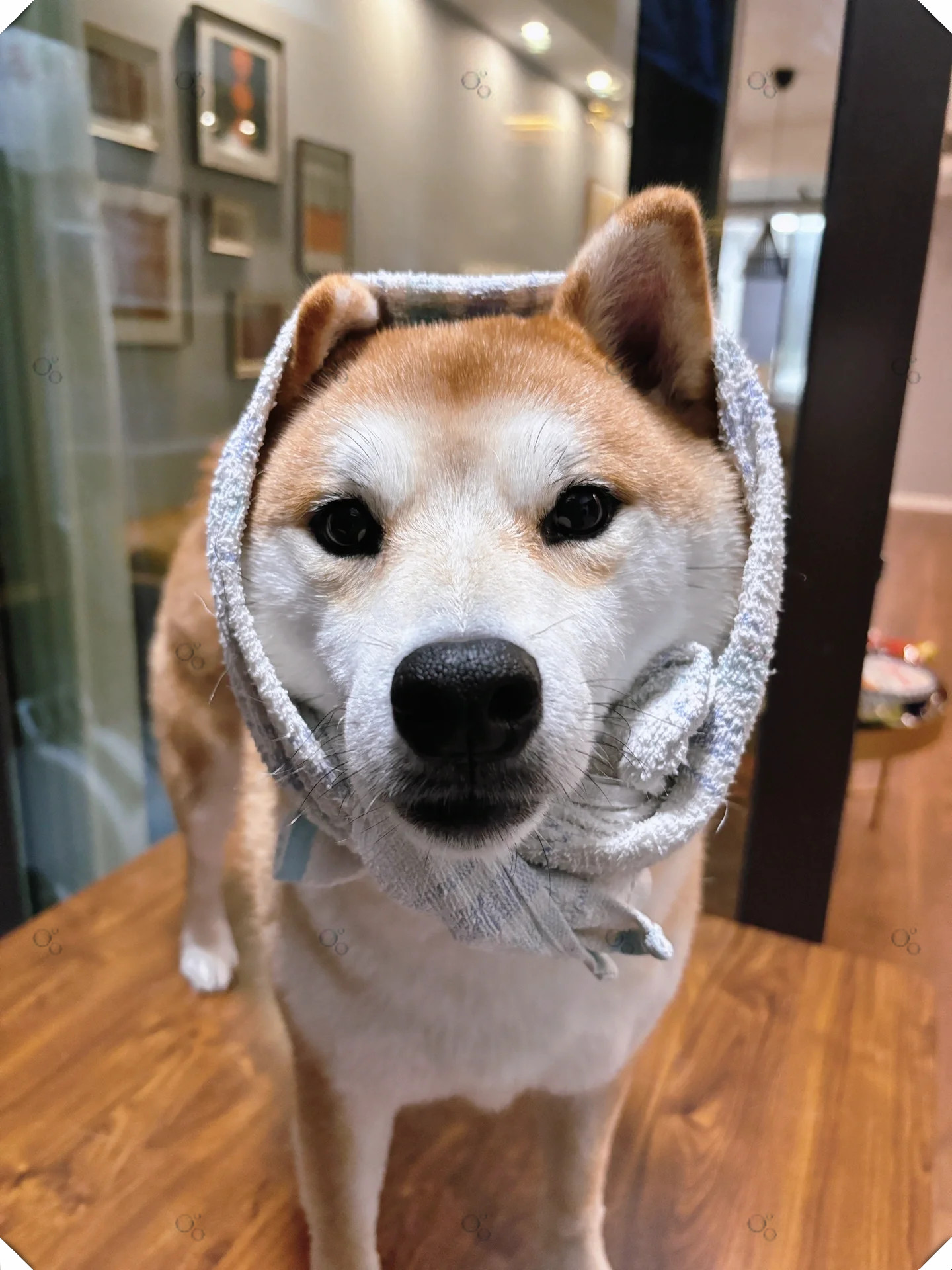 哈哈哈,一瞬间那种乡土气息就扑面而来,一下就从柴犬变成中华田园犬了