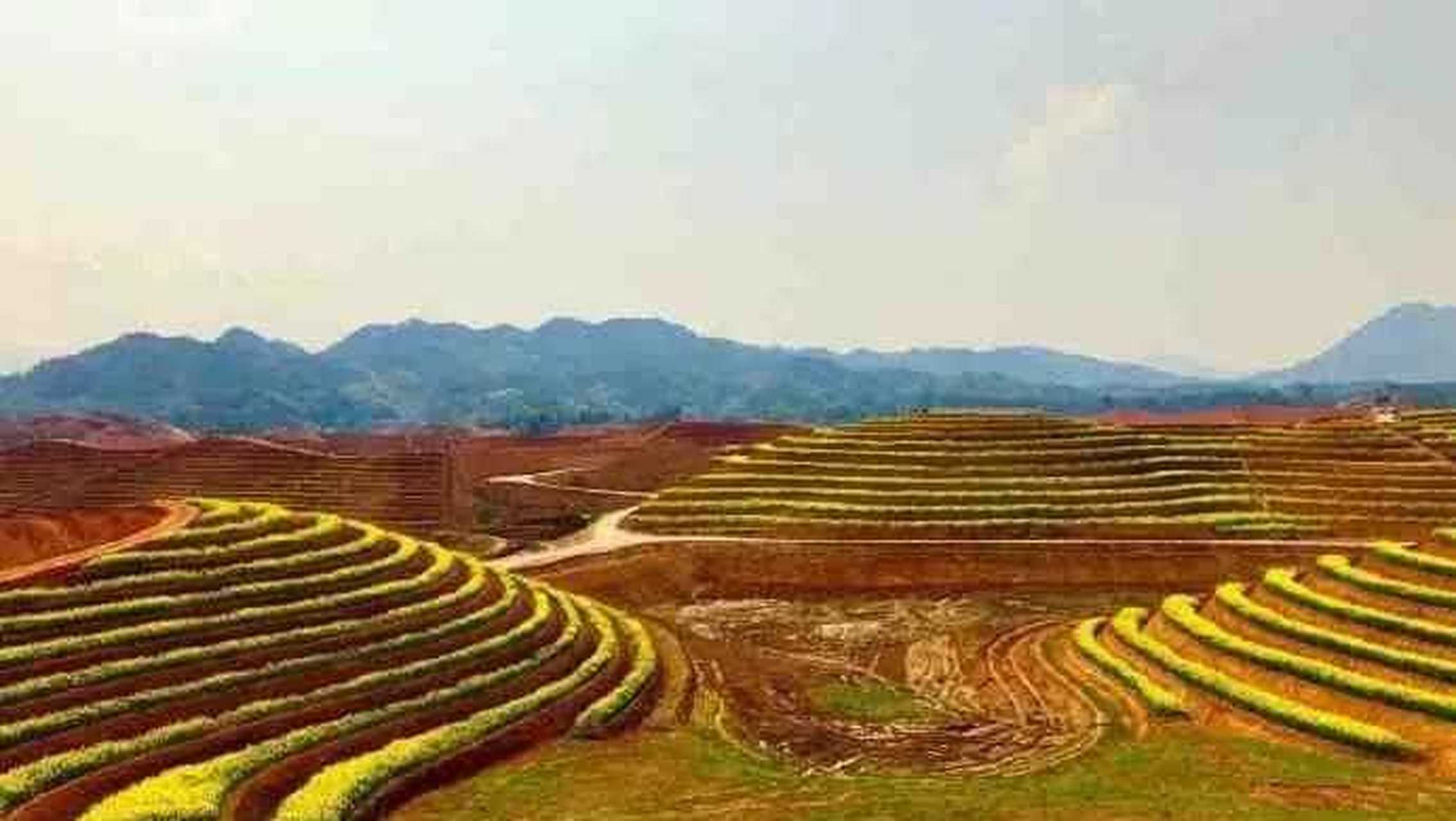 美景分享 [m"icdrop]  安化· 杨林茶乡·花海[鼓掌] [白眼]