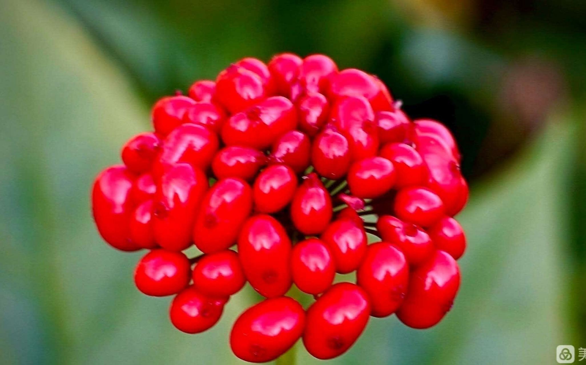 这是人参的果实. 它是红色的,很引人注目. 里面包裹着的是人参籽