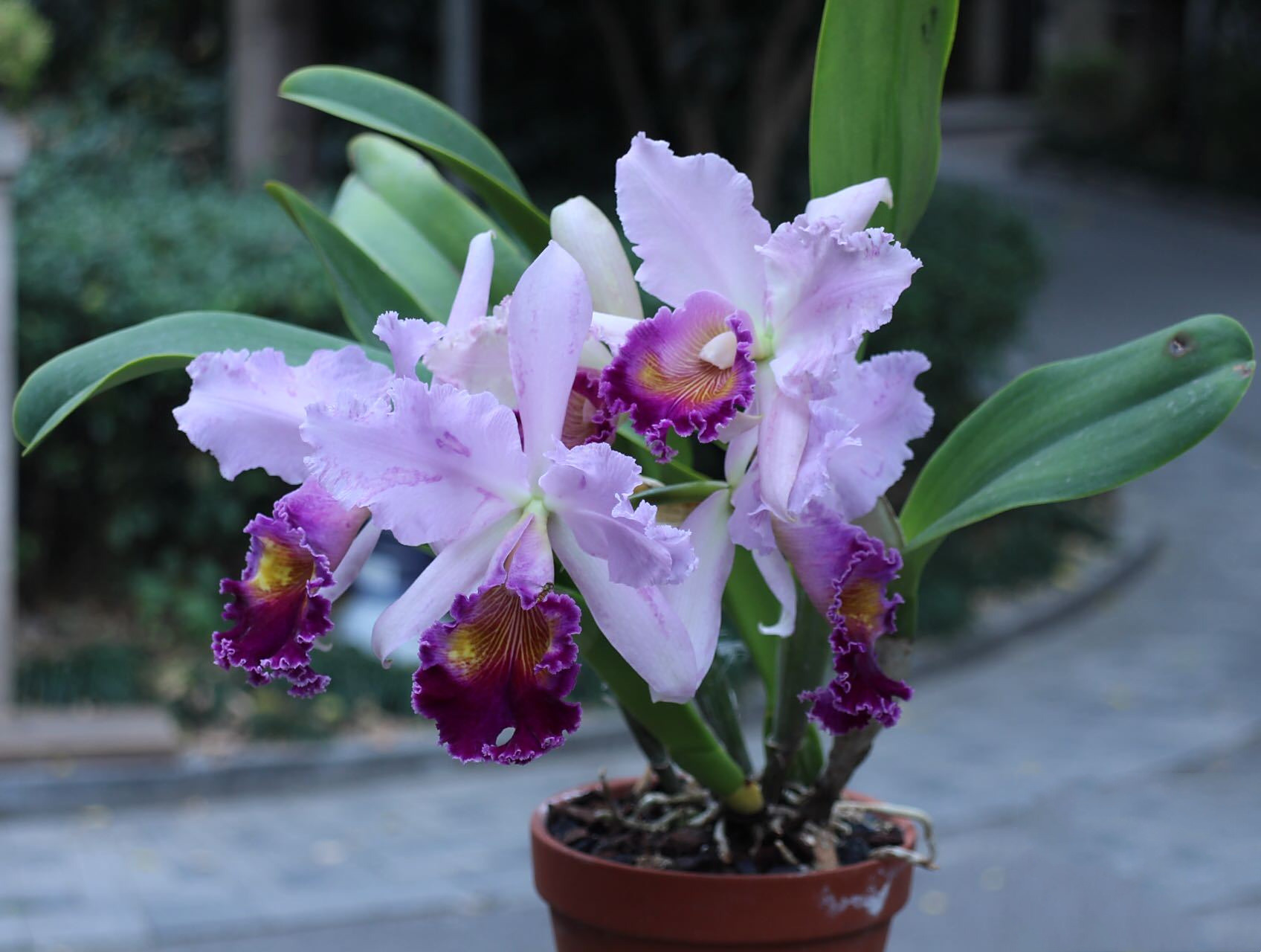 原来卡特兰开花这么美!