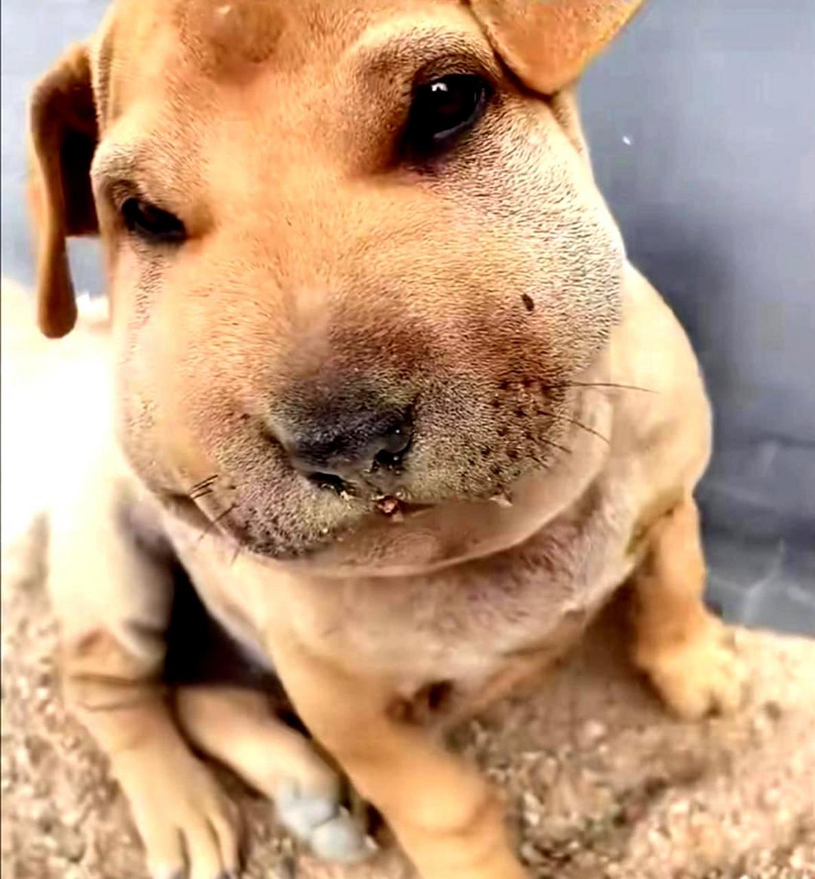 狗子被蜜蜂蜇了,真是可怜.