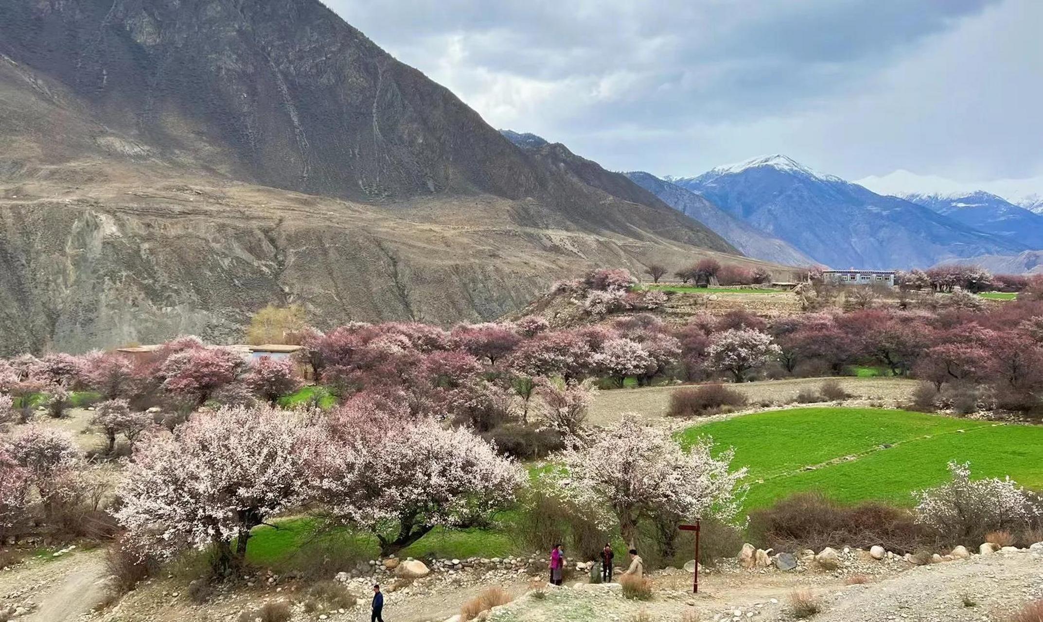 美丽中华行拍摄1717花絮# 西藏昌都洛隆县俄西乡的万亩杏花林