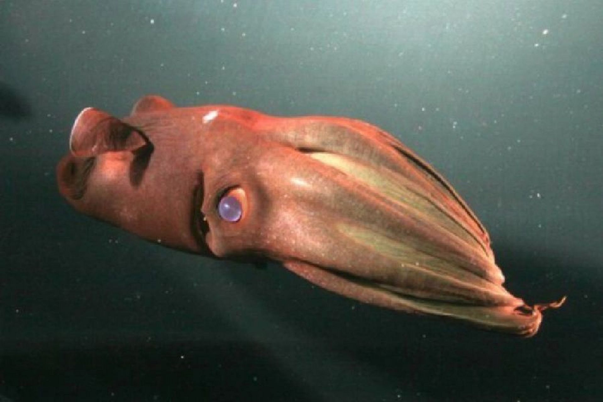 这个乌贼有点好看 吸血鬼乌贼 又叫红宝石乌贼 中文又叫幽灵蛸 不同于