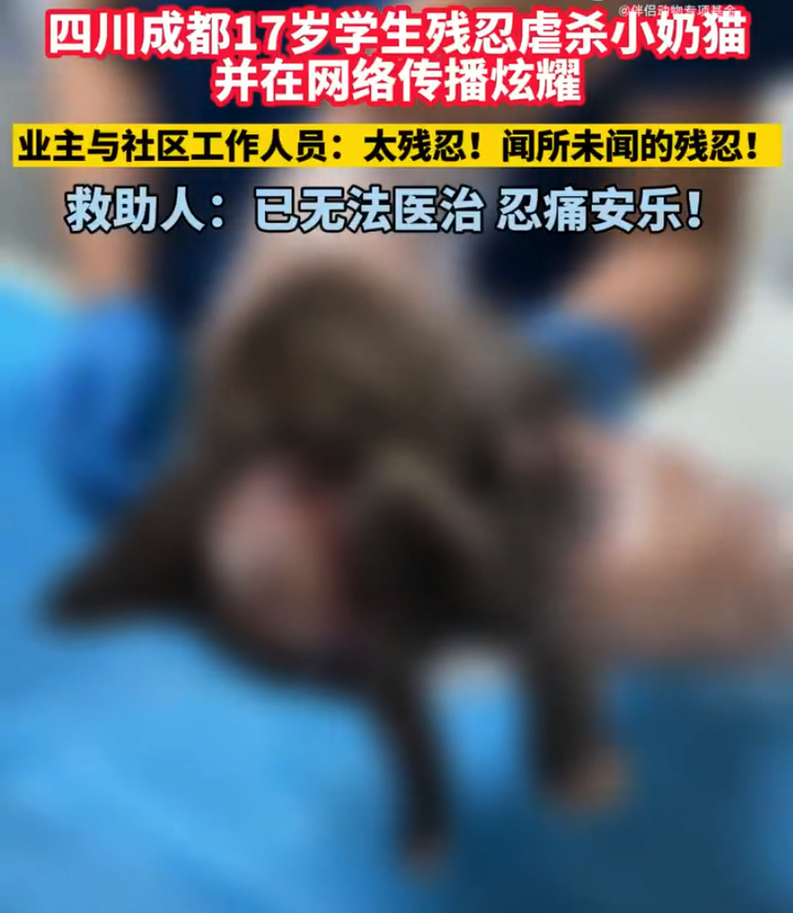 近日,一张令人发指的图片在网络上广泛传播:一只可怜的小猫被活剥了