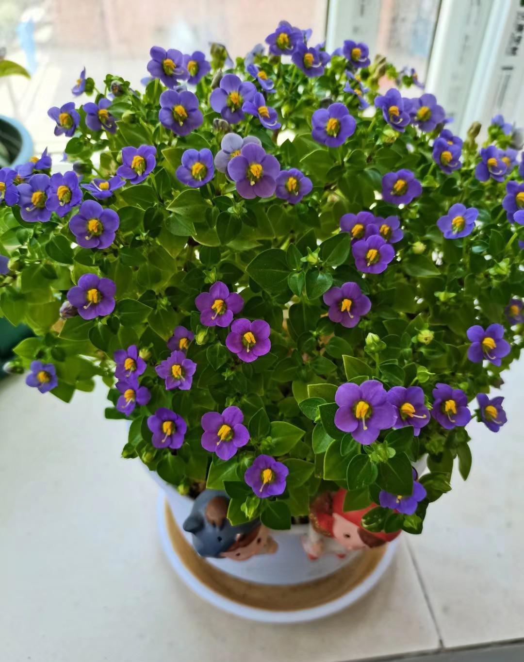 养盆"紫芳草"吧,小型盆栽观赏花卉,株高只有二十公分这样,分枝多,株型