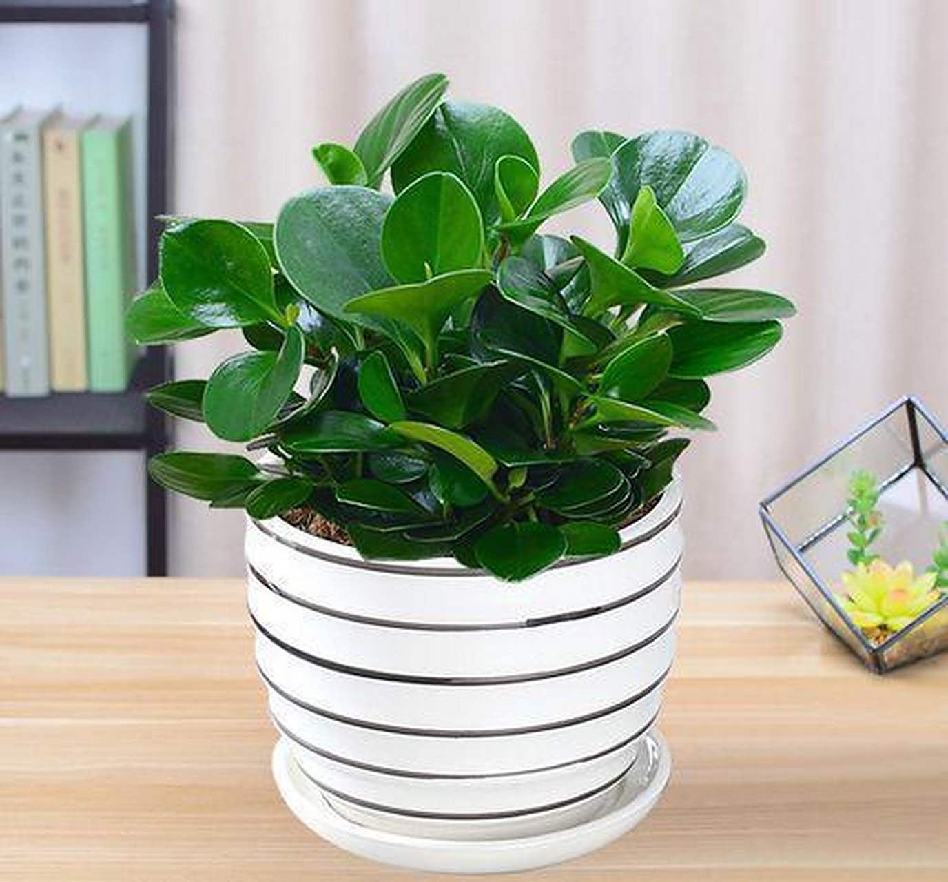 豆瓣绿是一种以观叶为主的植物,它的叶片常年翠绿带有光泽,非常有质感