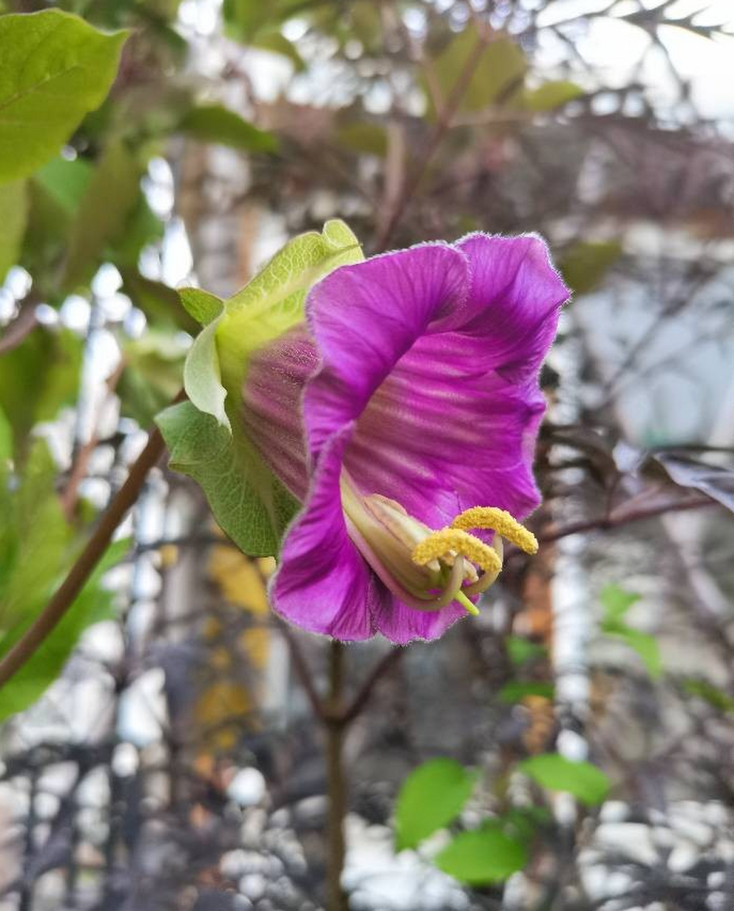 电灯花,为毛它叫电灯花呢?