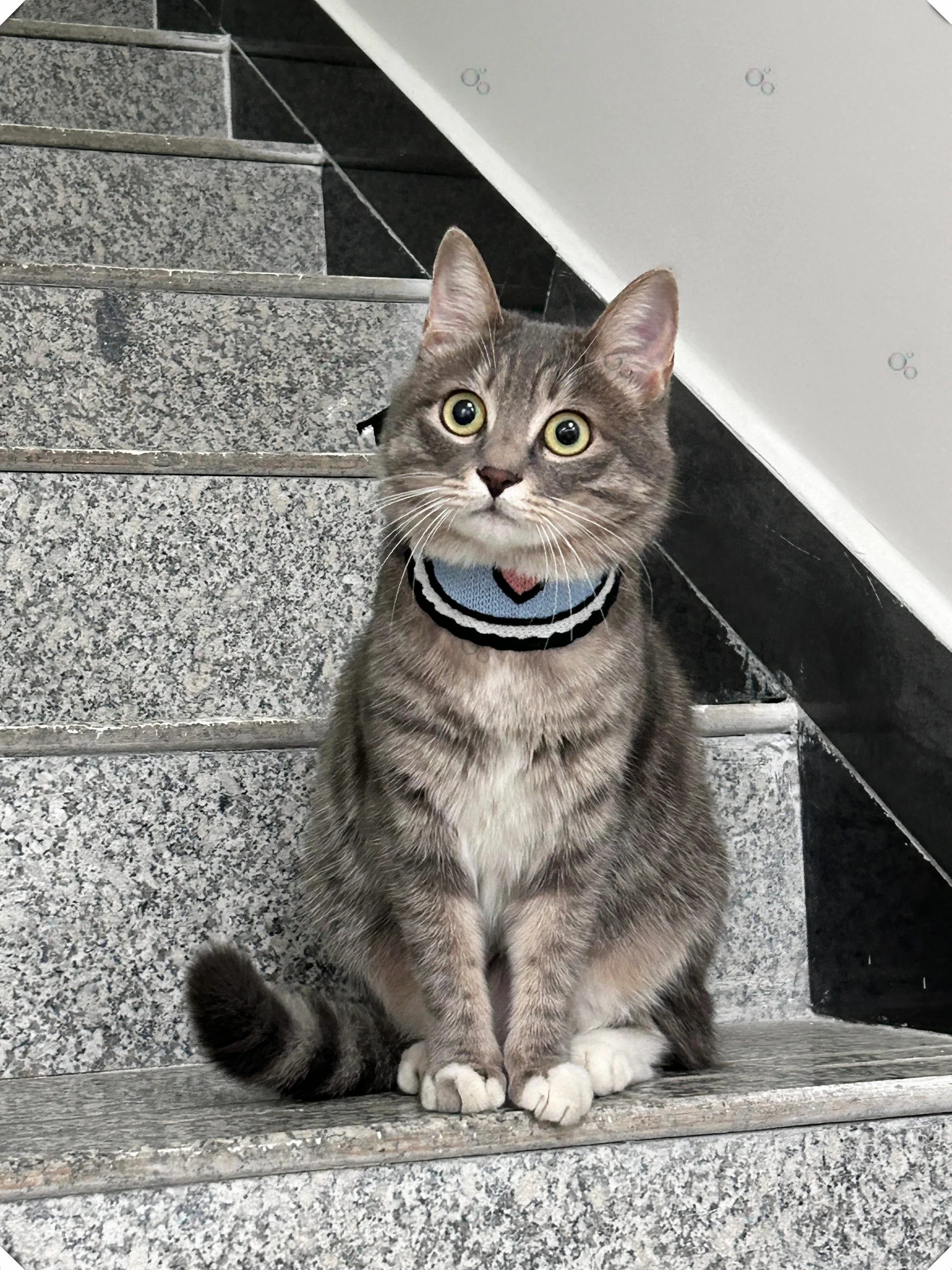 大耳朵汤姆猫来袭,萌翻你的心