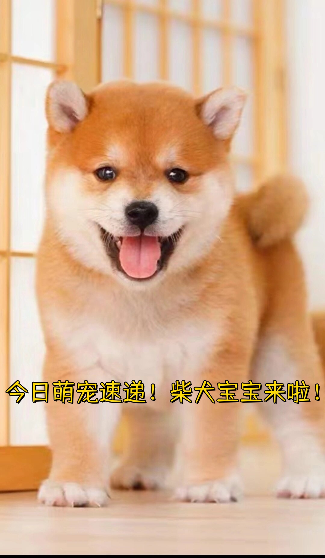 柴犬的原始祖先来自中国的松狮犬与日本本土的九州犬交配经过长时间