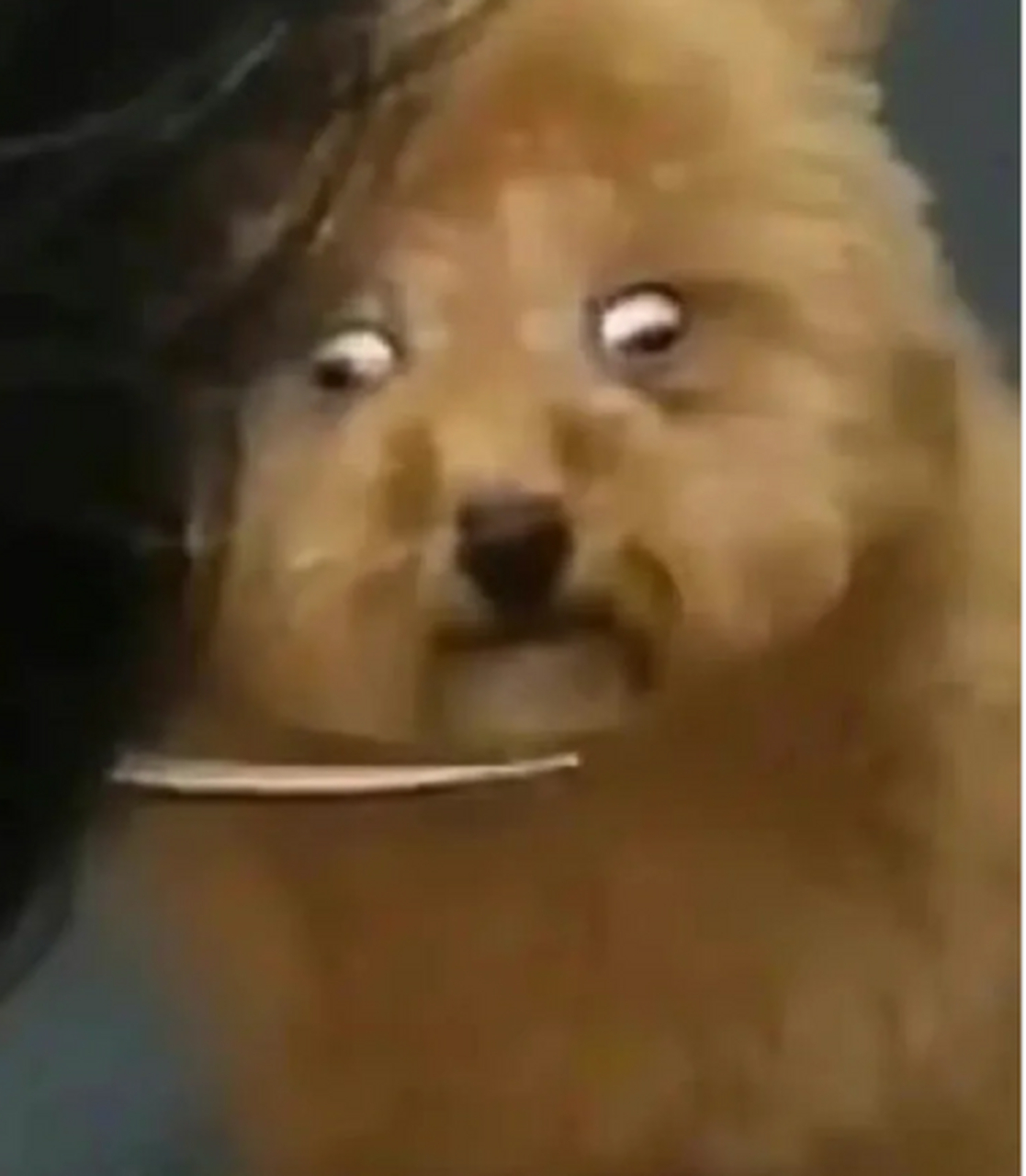 狗子都吓出表情包了