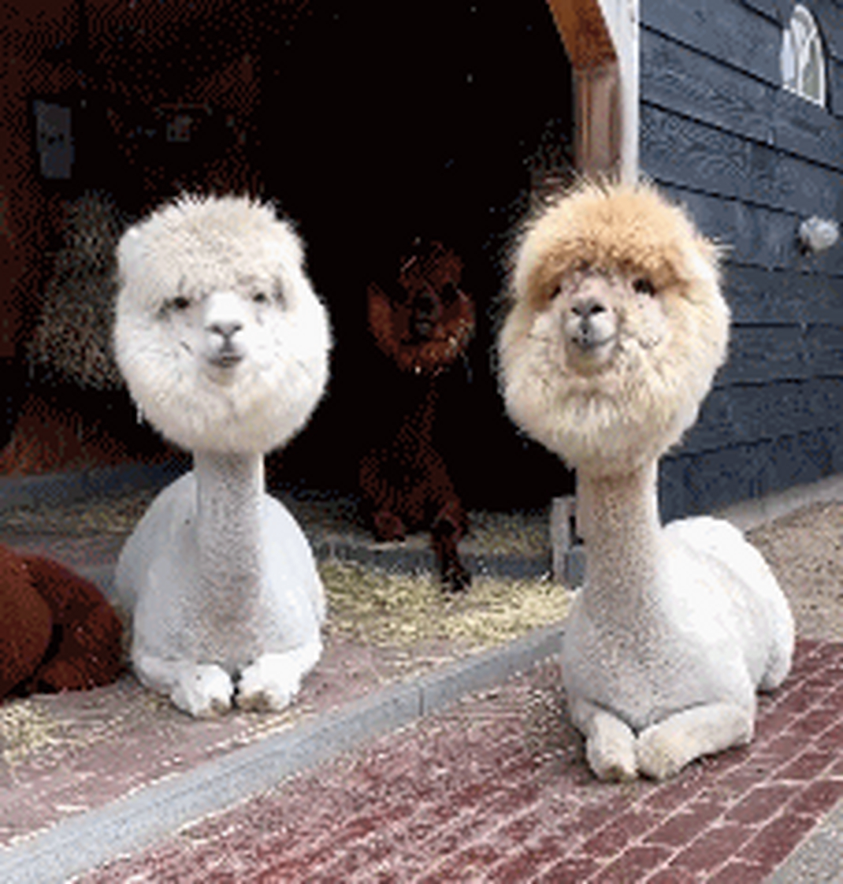 你们快看这几只剃了毛的羊驼啊,咀嚼的样子好魔性!