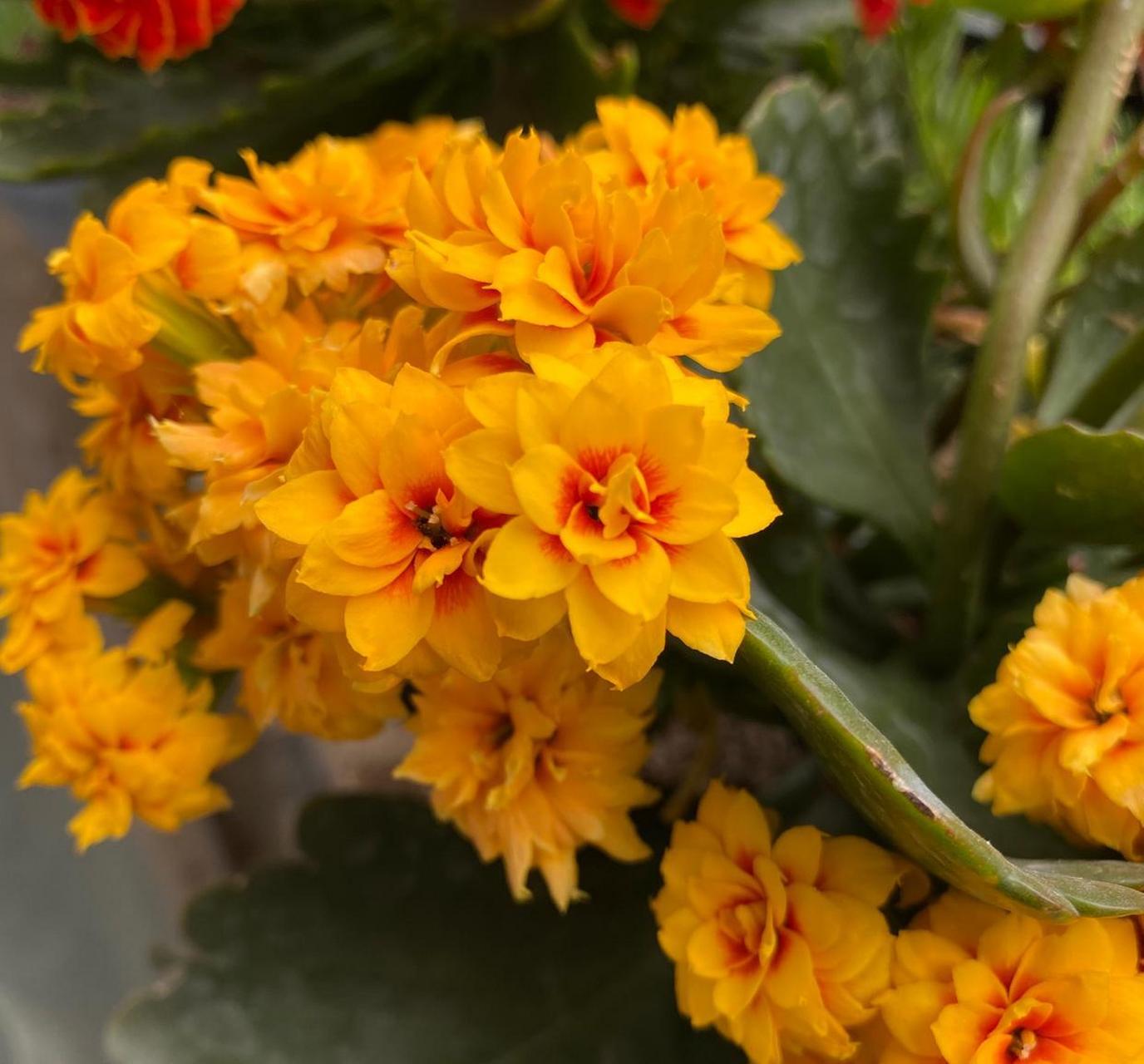 那就养盆长寿花"宝玉"吧,花型圆润饱满,状如牡丹,花色金黄,闪亮亮