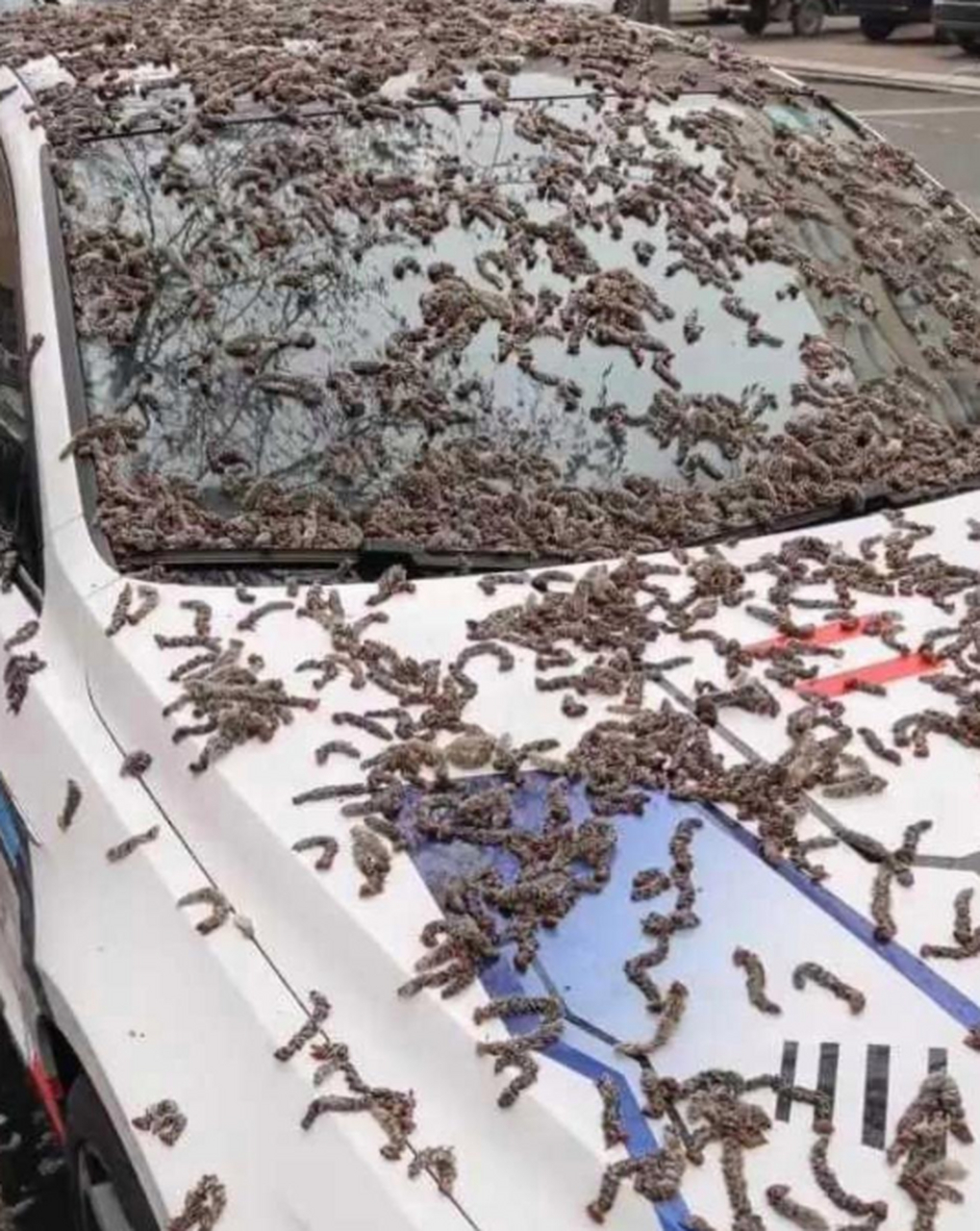 一到夏季就不喜欢这种杨树毛毛,为什么要种呢,每年都很难清理