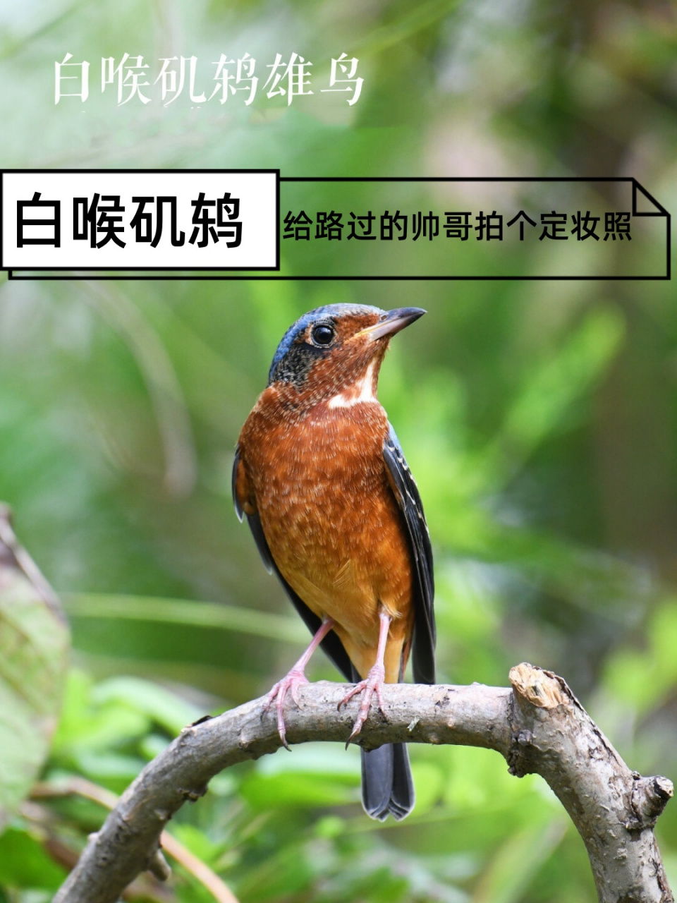 白喉矶鸫 给路过的帅哥拍个定妆照  邂逅在这座神秘的森林中,白喉矶鸫