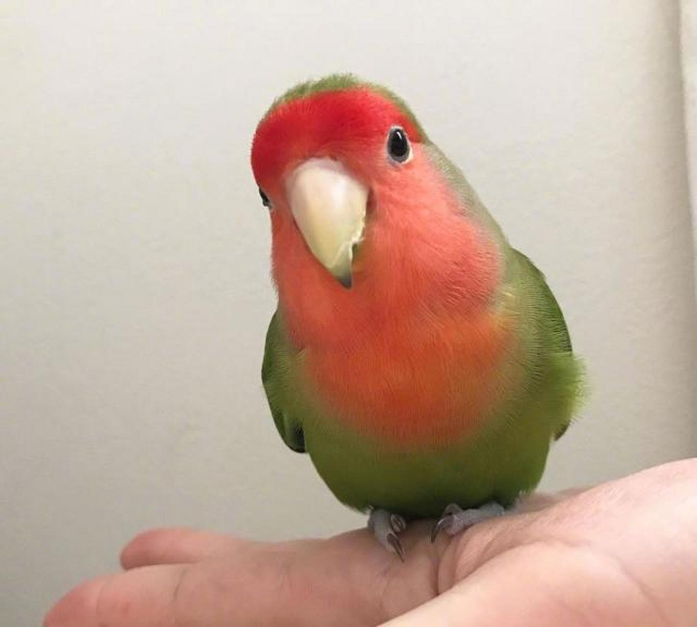 这只日本的西瓜味的小鹦鹉名字叫すーさん,是一只桃面爱情鸟,有黄绿色