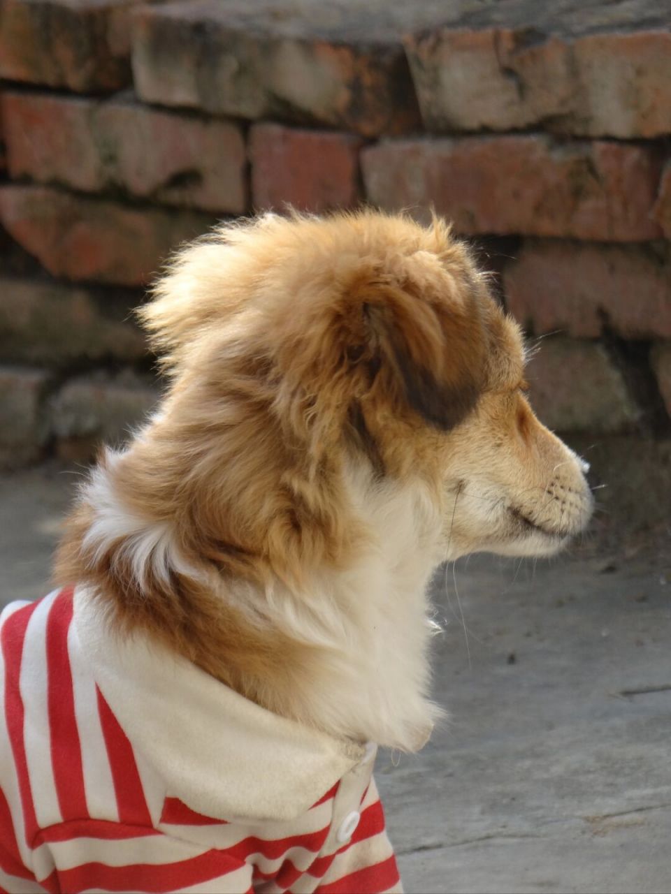 帅气的小土狗  咦!这小丫头咋越长越帅了哦