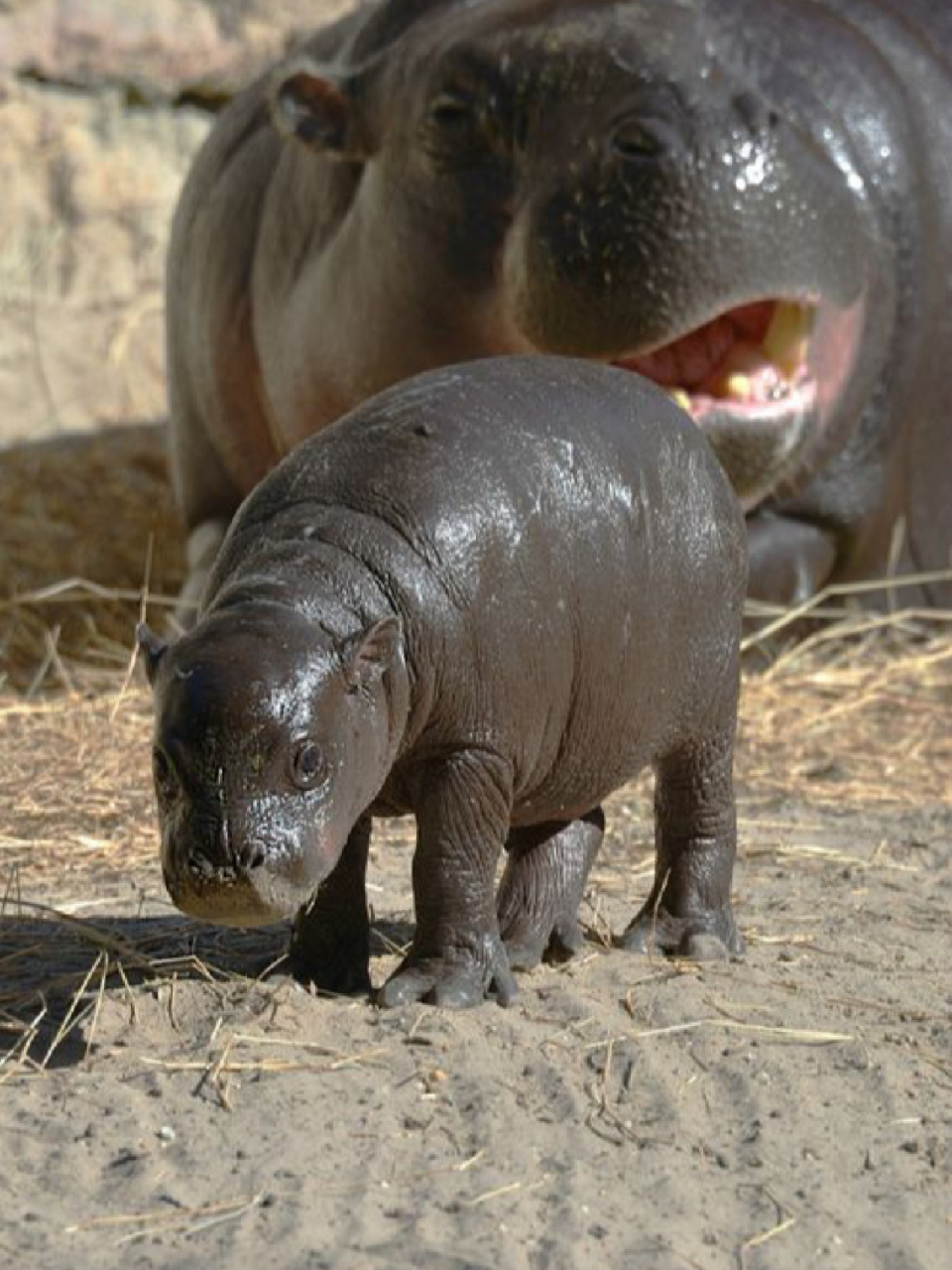 名称:河马 生活习性:河马是一种杂食性哺乳动物,主要以水生植物为食