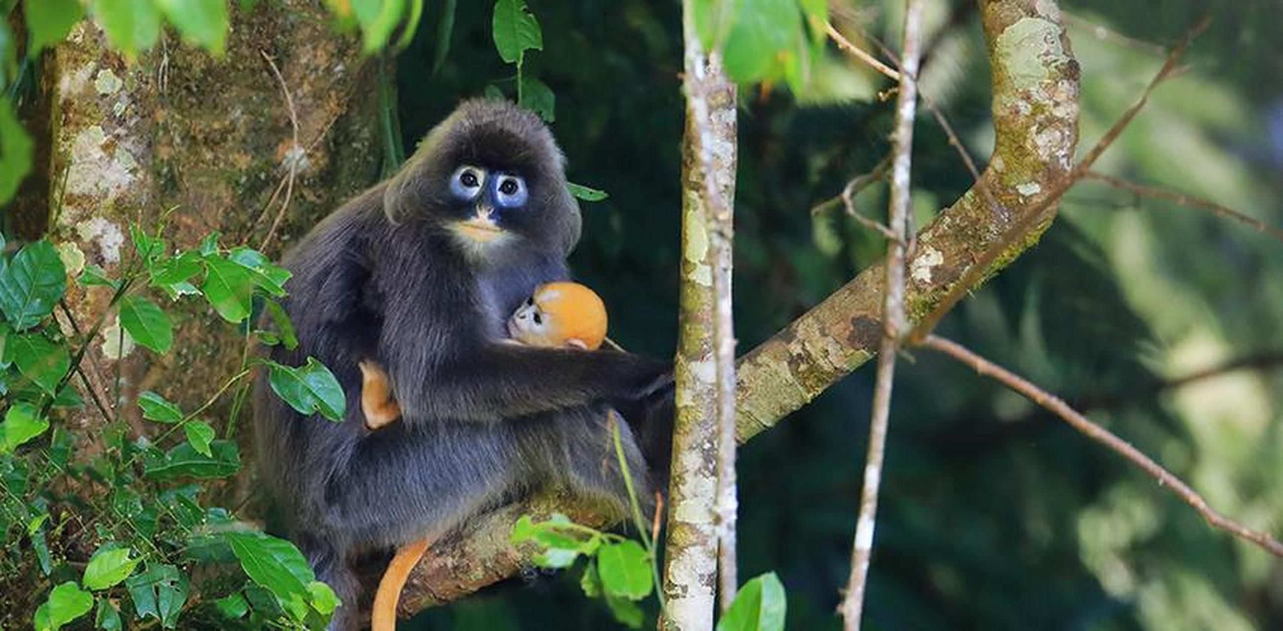 【会"换装"的菲氏叶猴宝宝林间卖萌】 人民网德宏3月26日电 (记者程浩