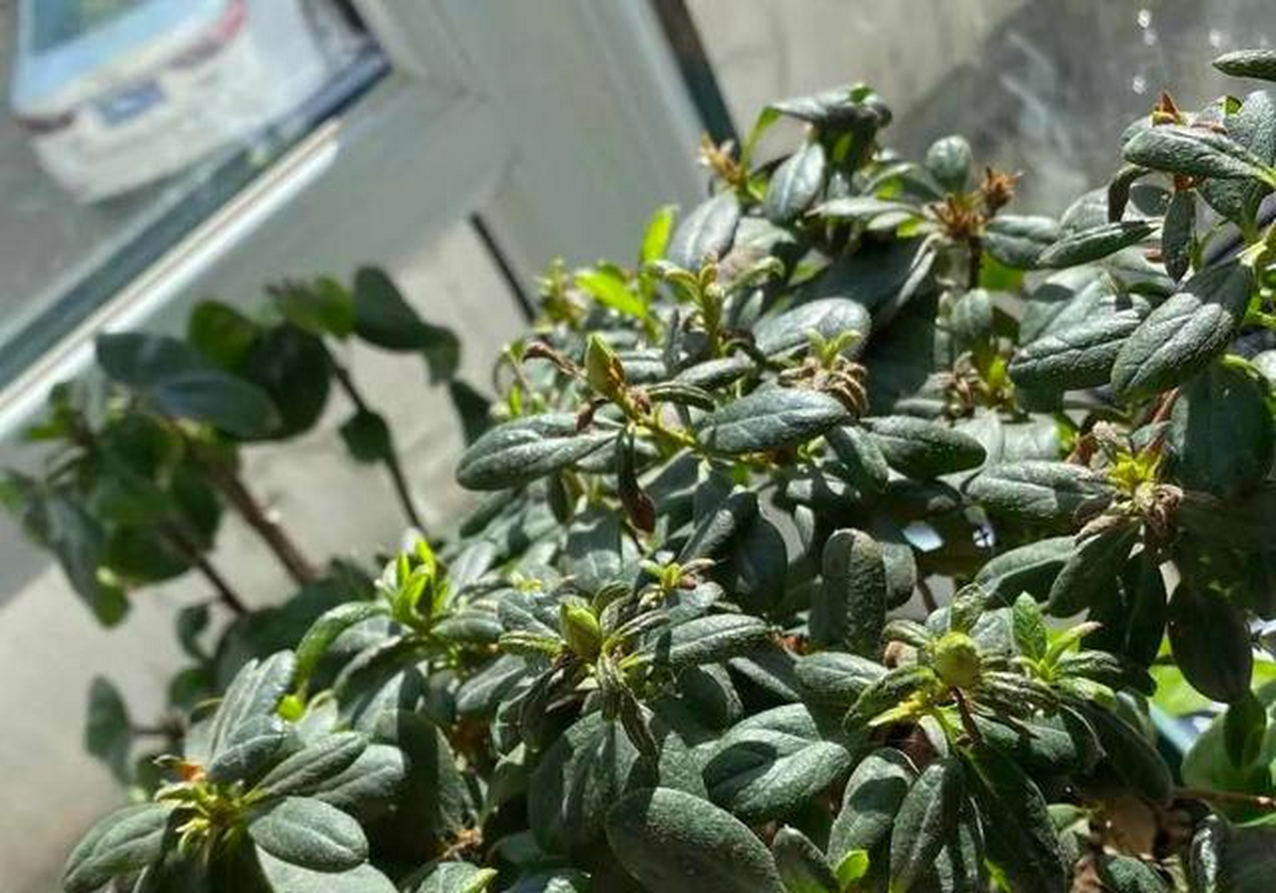 杜鹃花是一种喜湿润的花卉,它并不像虎皮兰芦荟那样耐干旱,不论是花前