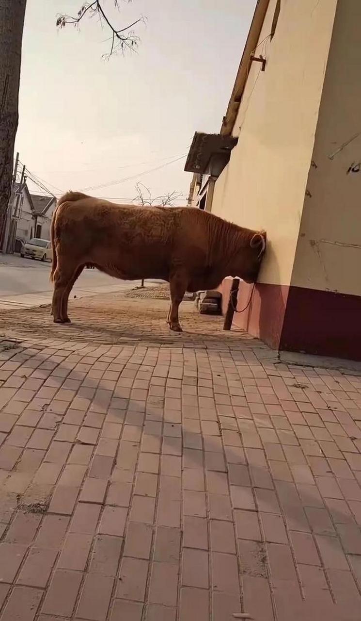 马上过年了,我家的牛为什么不开心