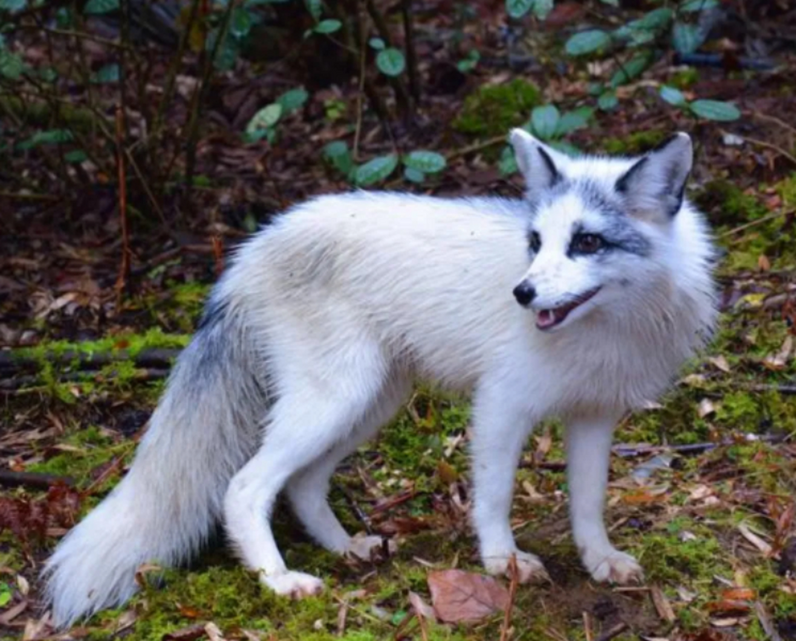 古时候,母狐狸被公狐狸压在身下撕咬,疼痛让它嗷嗷叫唤,1个单身汉路过