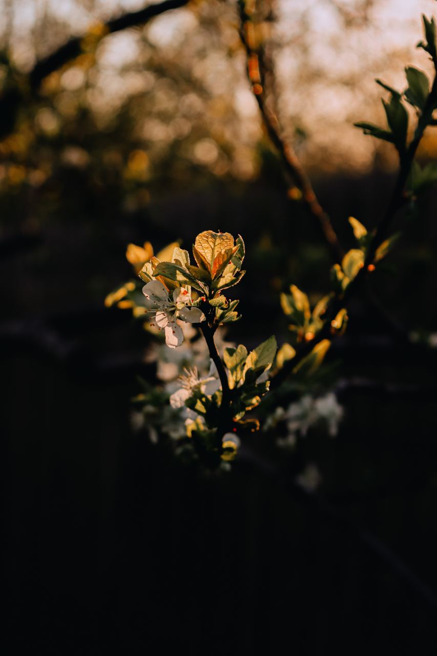 此世本如梦,我们在梦中,谈梦是怎样的