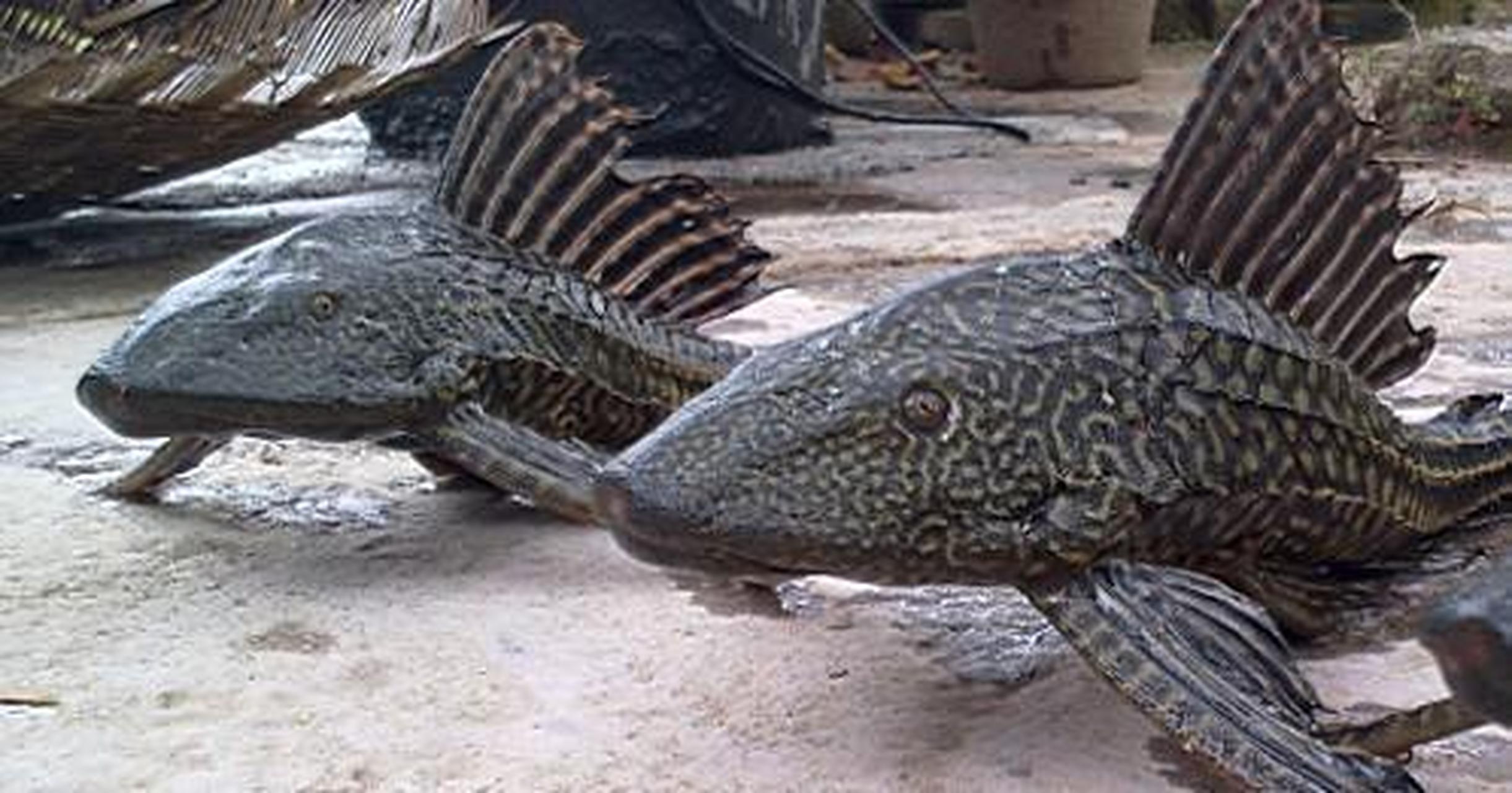 "清道夫"之名,其实是行业商家营销的结果.