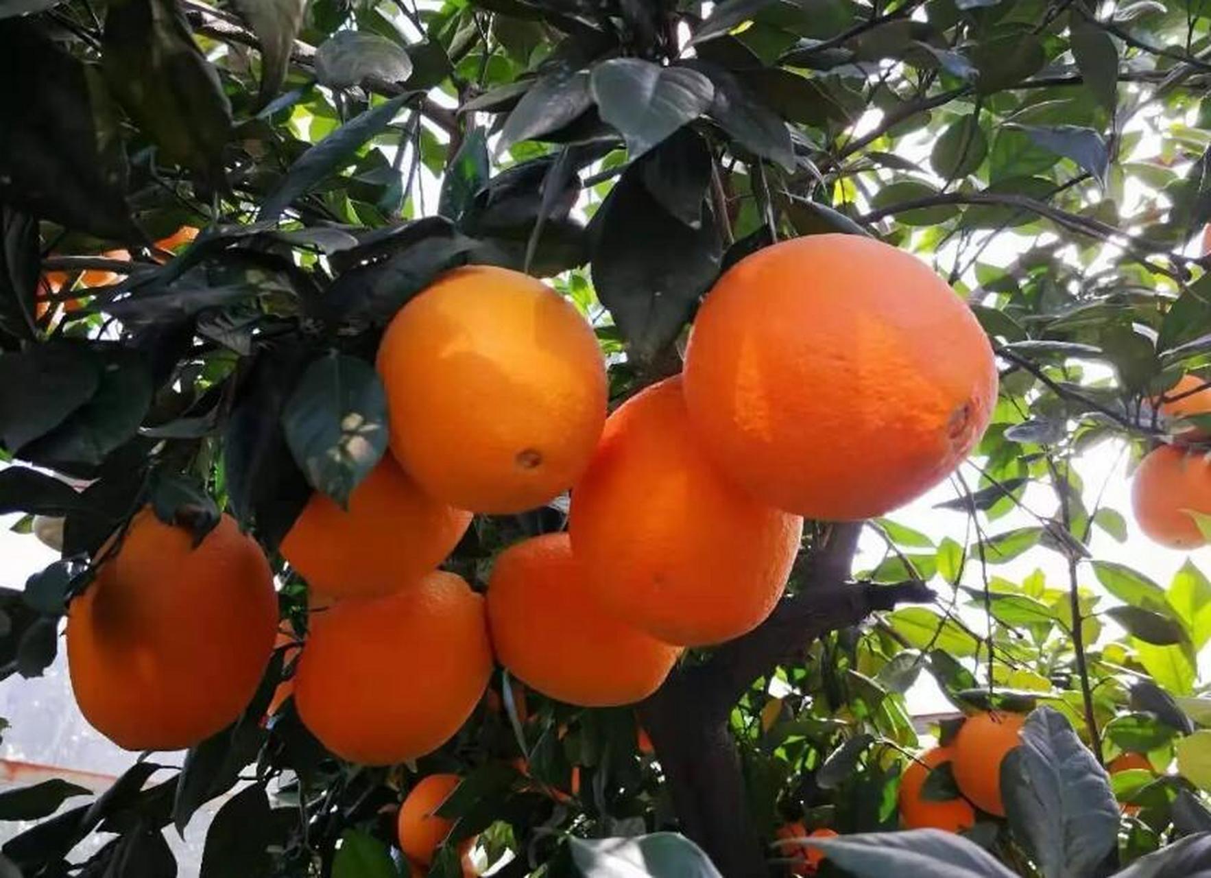 眉红脐橙果实长椭圆形,果面橙红色,果肉化渣,无核,可溶性固形物,引进